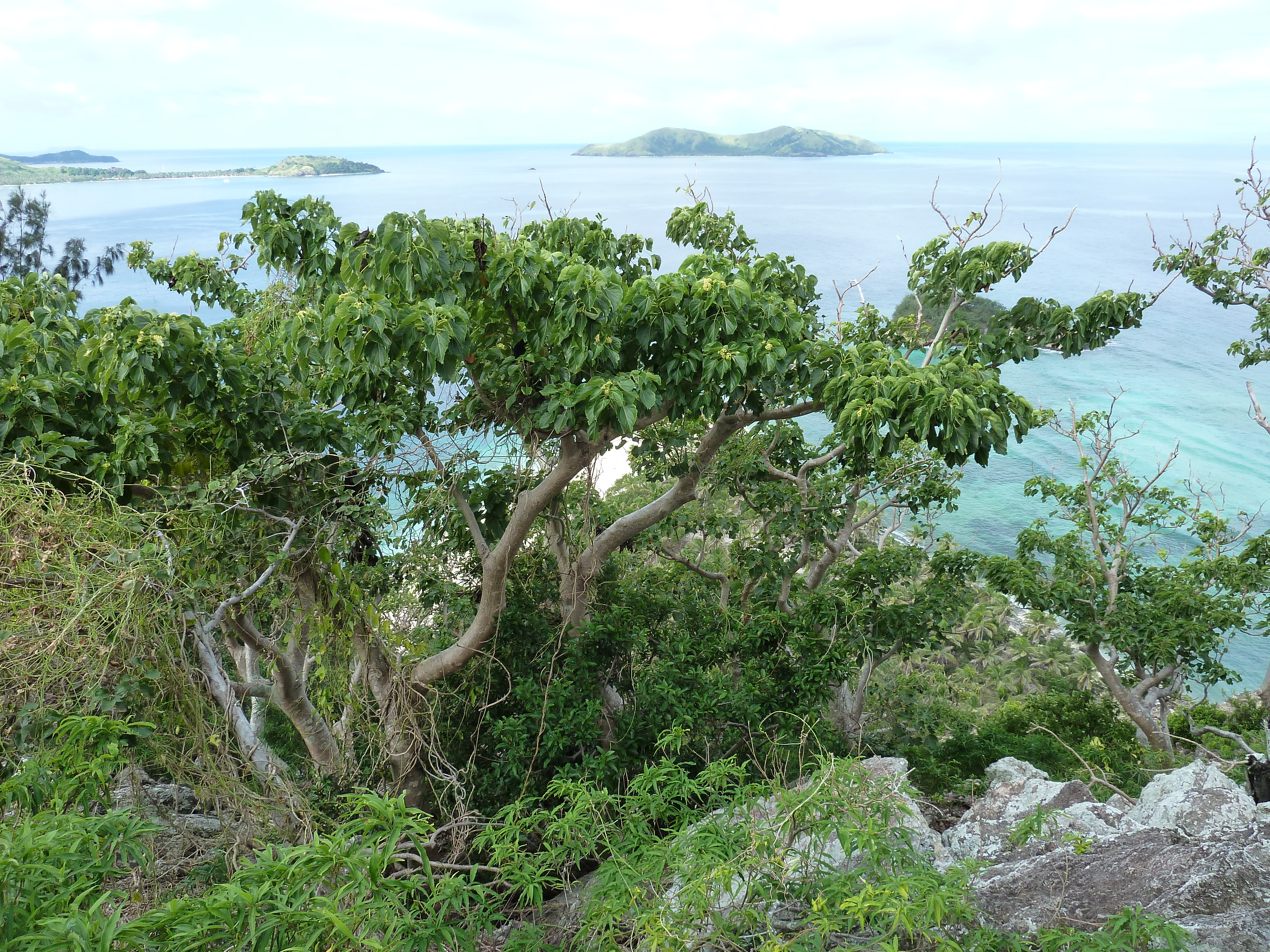 Picture Fiji Castaway Island 2010-05 74 - Around Castaway Island