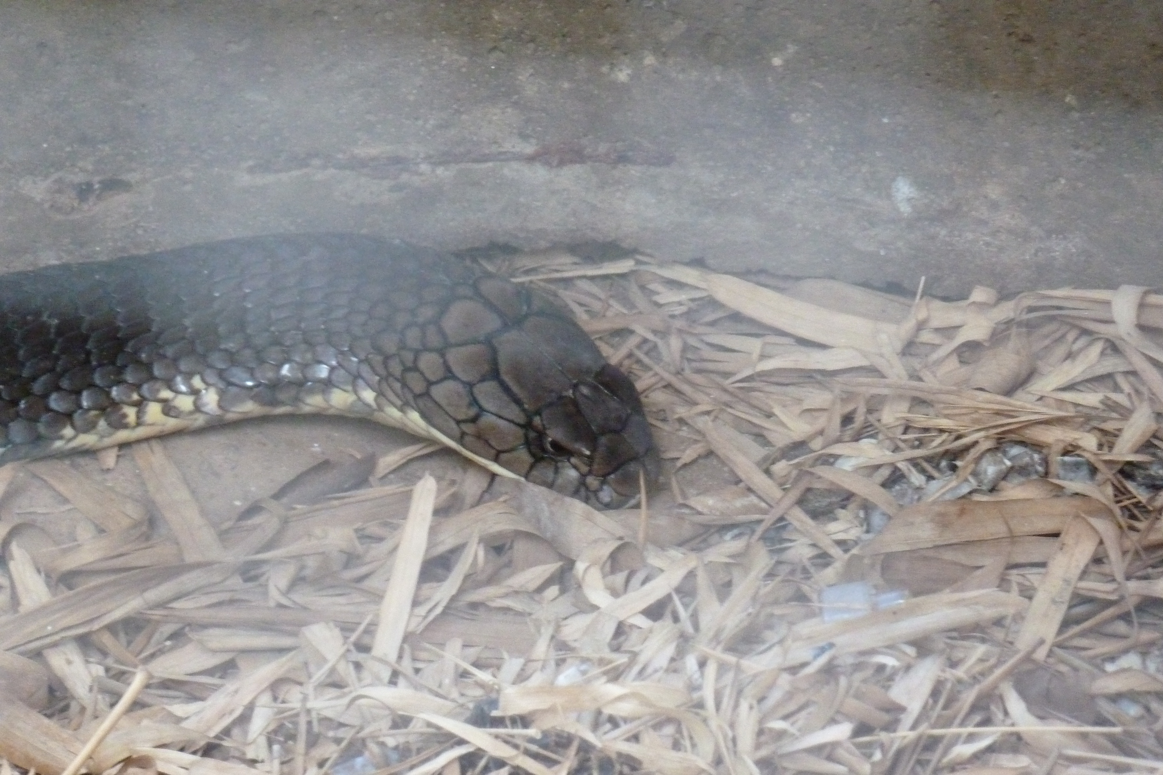 Picture Thailand Chiang Mai Mae Sa Snake Farm 2010-12 23 - Discovery Mae Sa Snake Farm