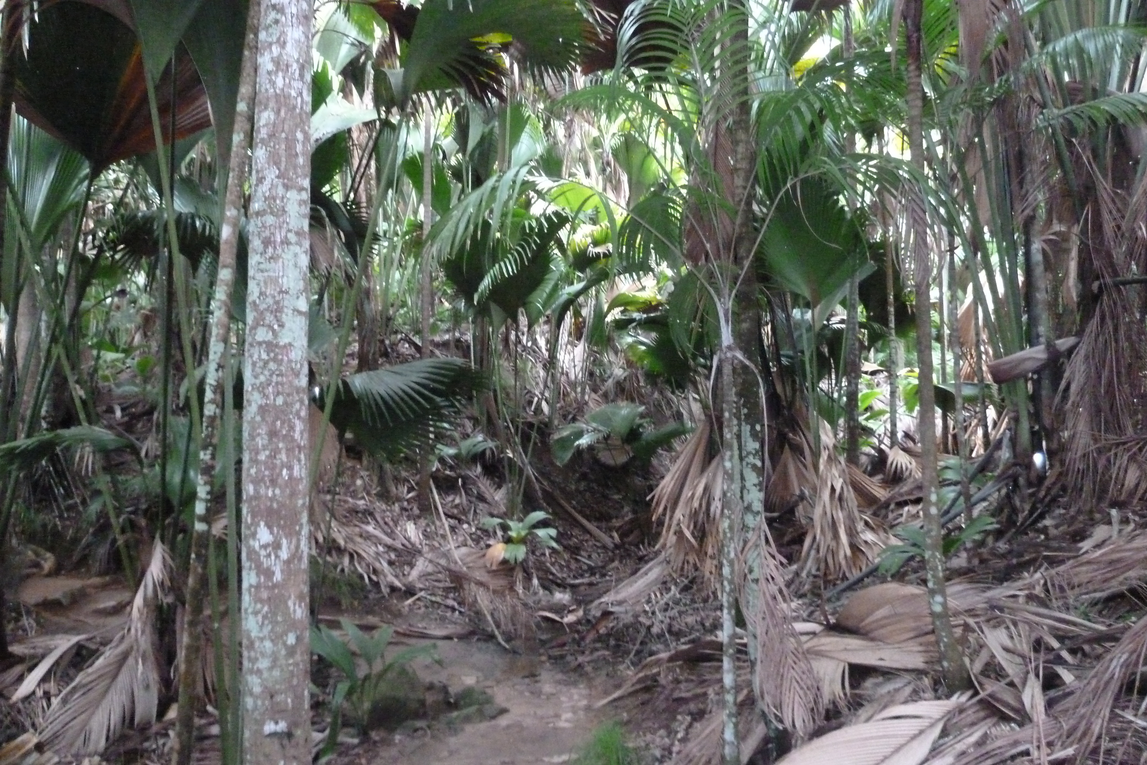 Picture Seychelles Vallee de Mai 2011-10 63 - Center Vallee de Mai