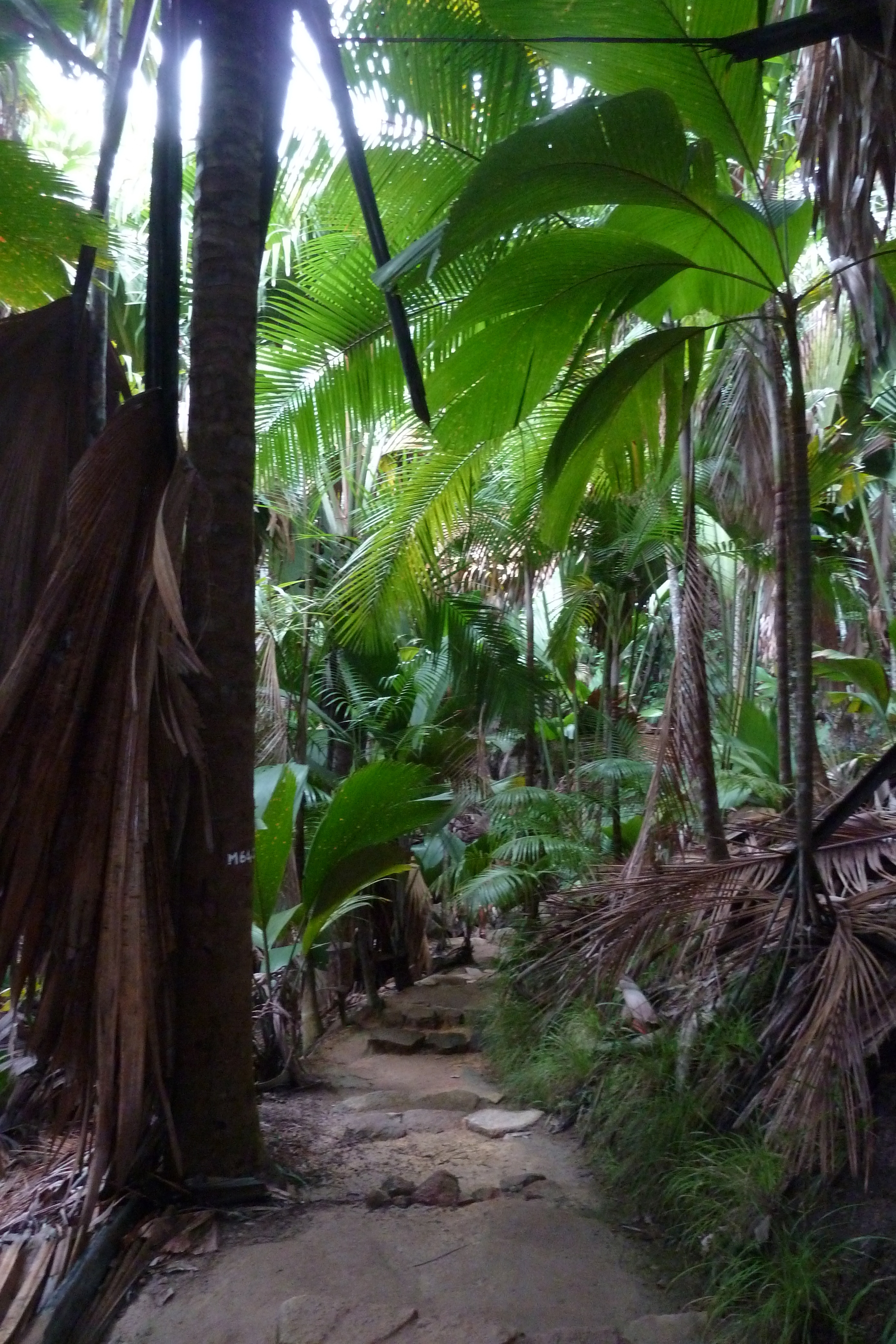 Picture Seychelles Vallee de Mai 2011-10 60 - Tour Vallee de Mai