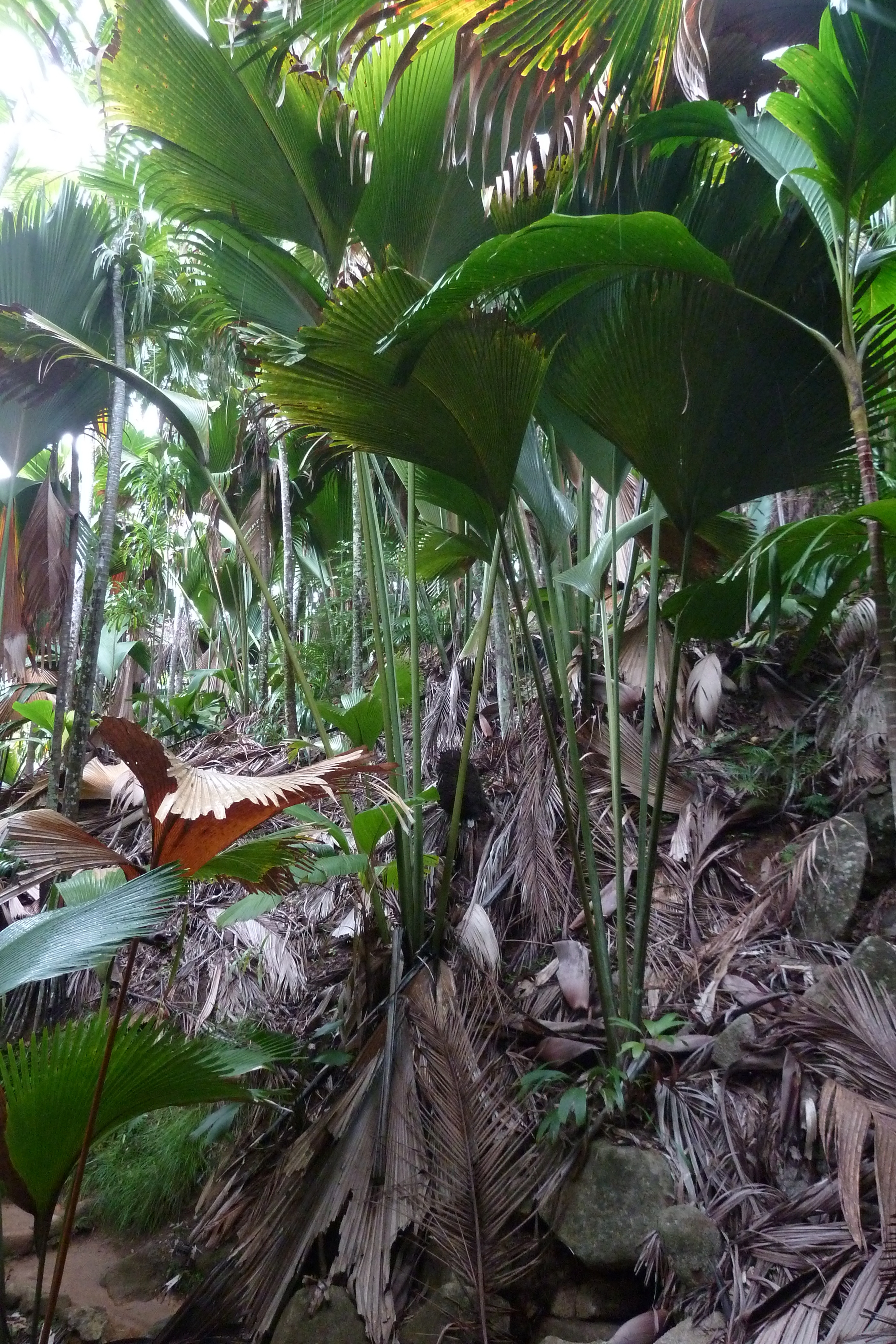 Picture Seychelles Vallee de Mai 2011-10 36 - Recreation Vallee de Mai