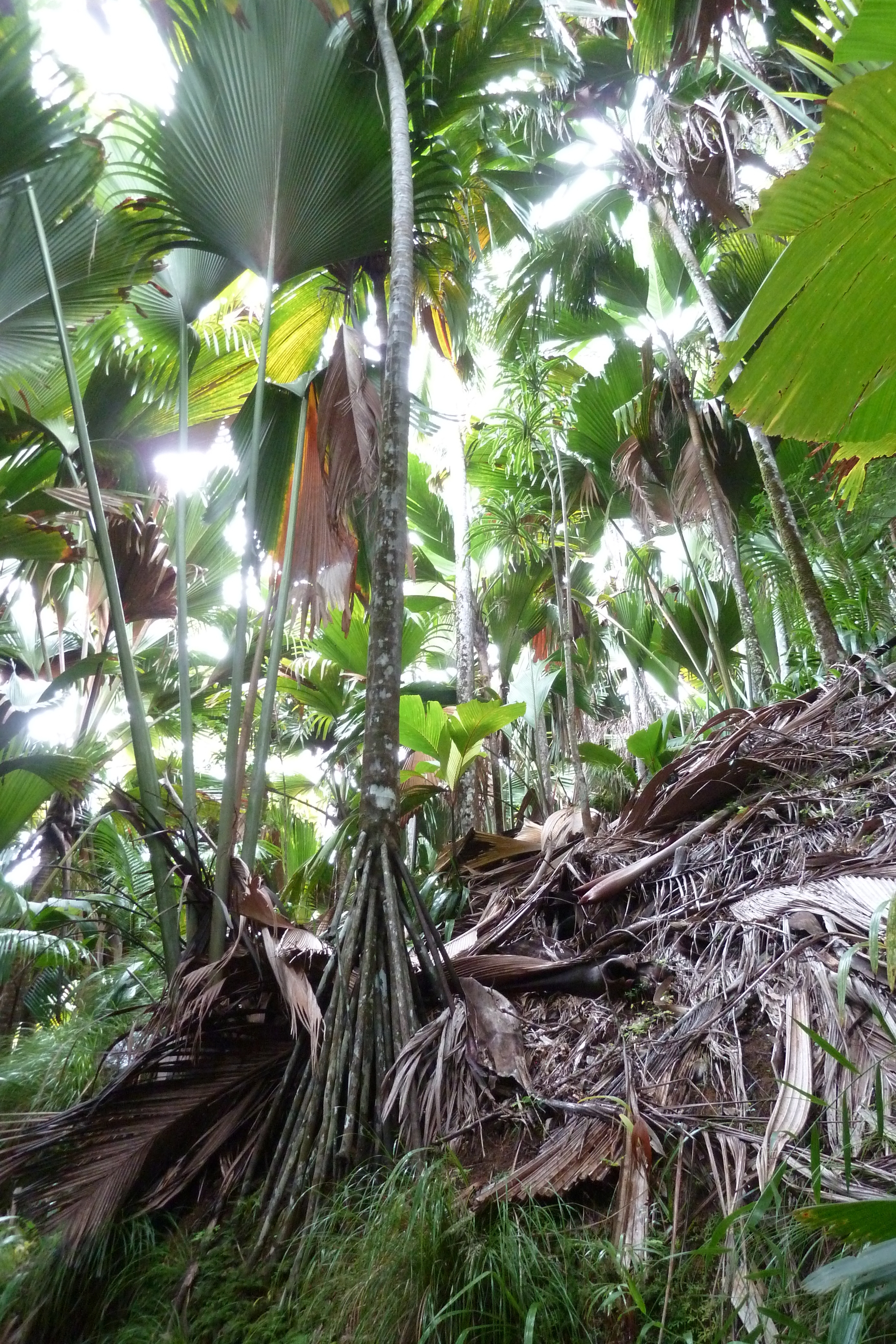 Picture Seychelles Vallee de Mai 2011-10 39 - Journey Vallee de Mai