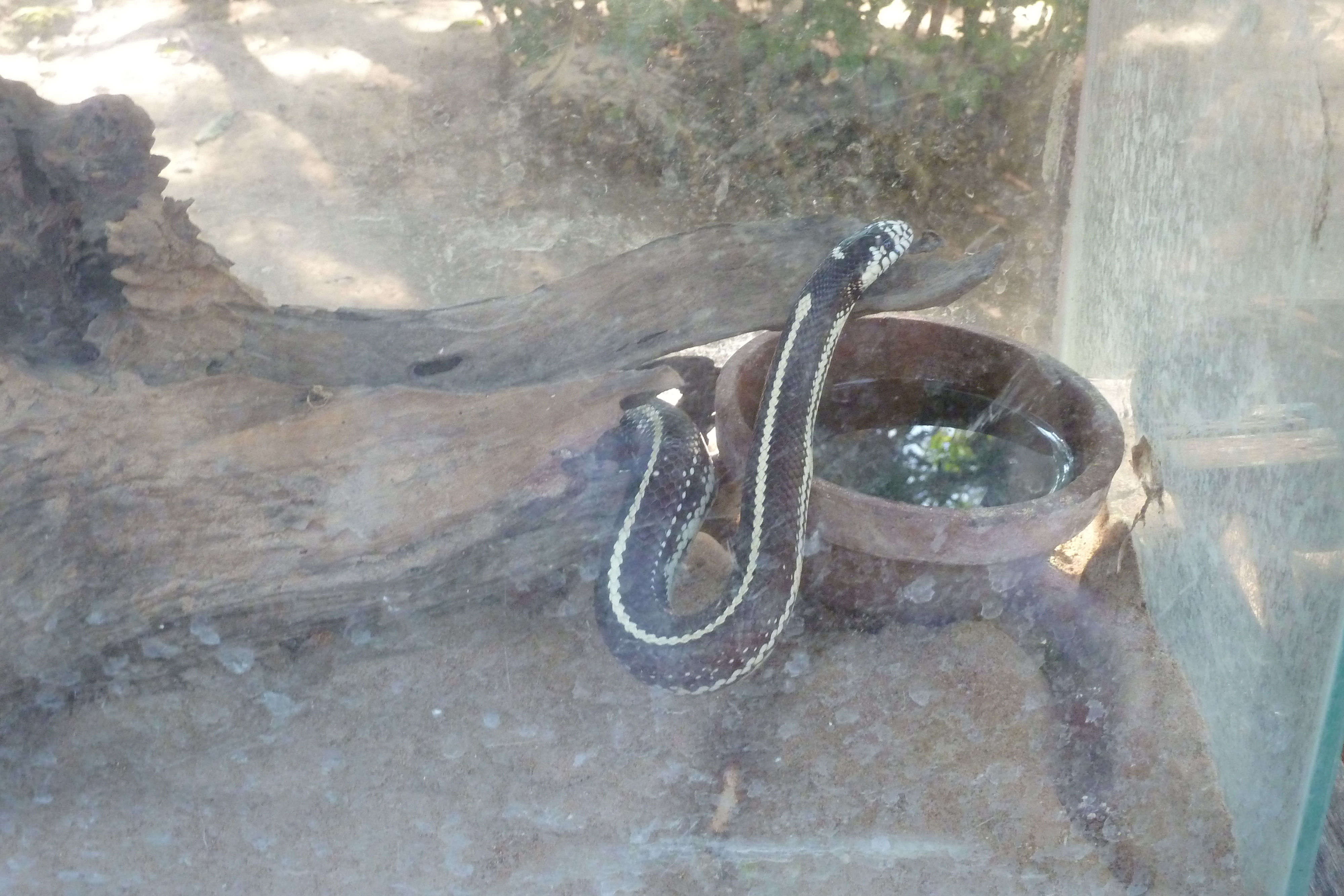 Picture Thailand Chiang Mai Mae Sa Snake Farm 2010-12 32 - Center Mae Sa Snake Farm