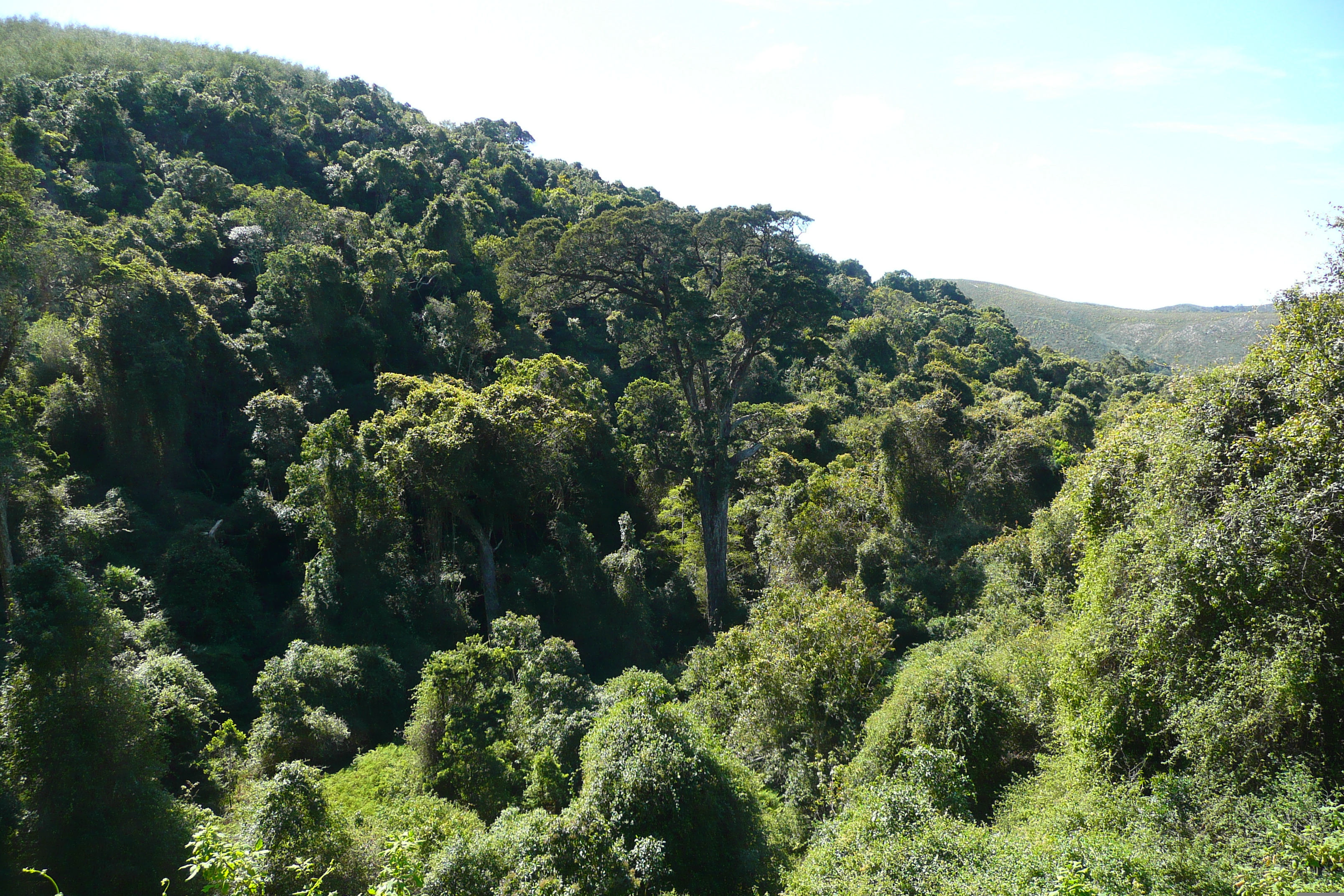 Picture South Africa Nature's Valley 2008-09 67 - Tour Nature's Valley