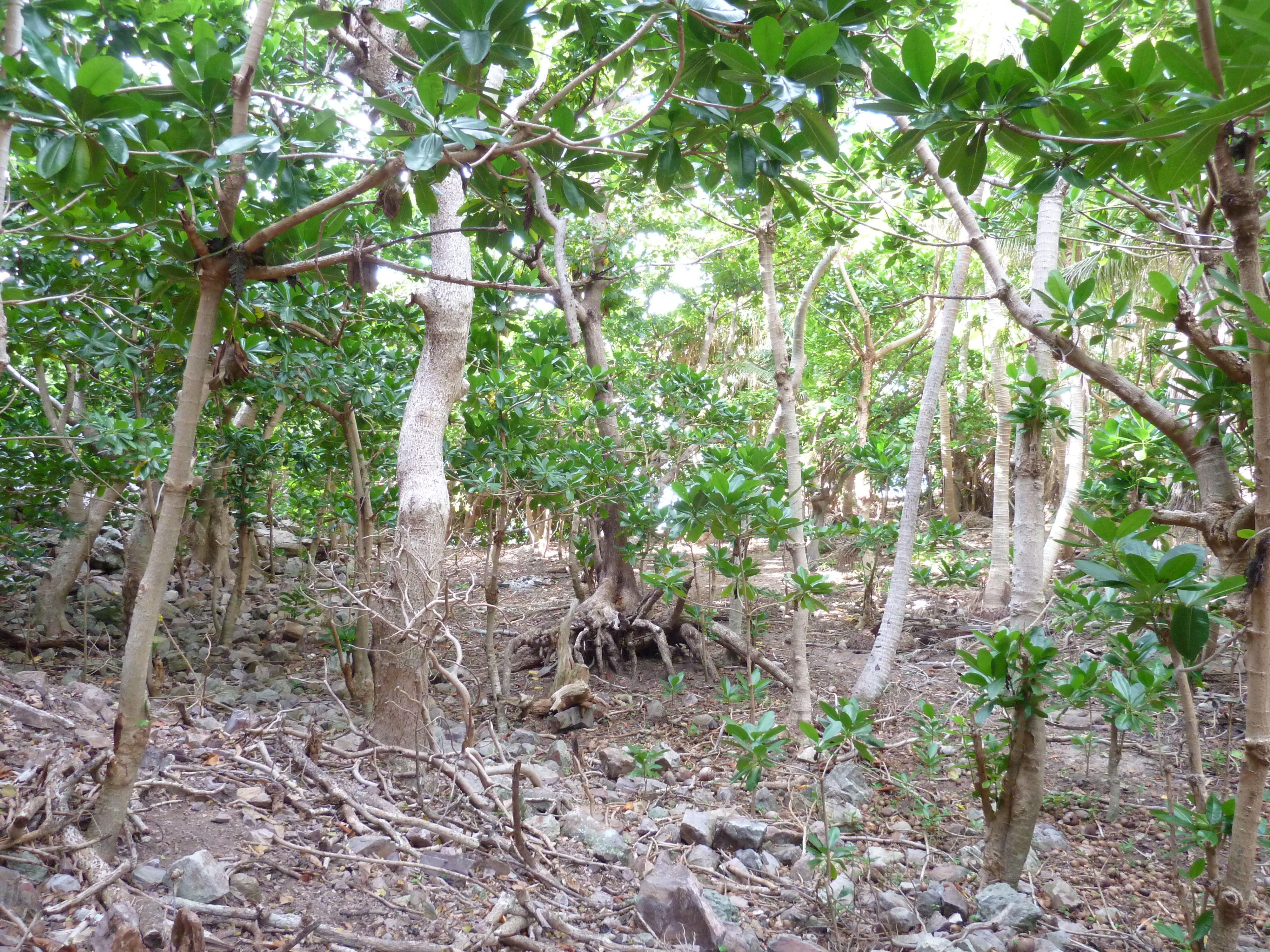 Picture Fiji Castaway Island 2010-05 48 - Tour Castaway Island