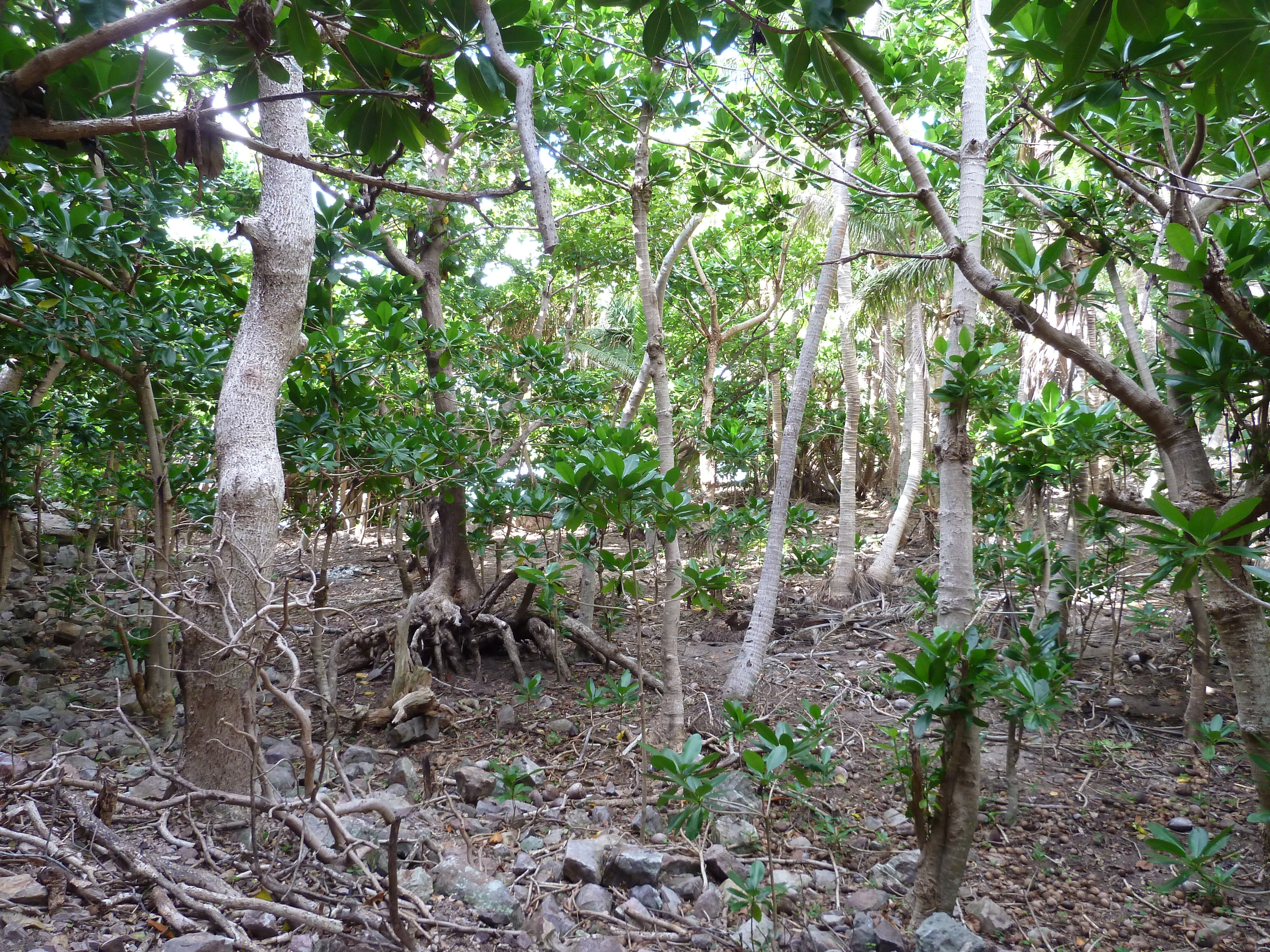 Picture Fiji Castaway Island 2010-05 53 - History Castaway Island