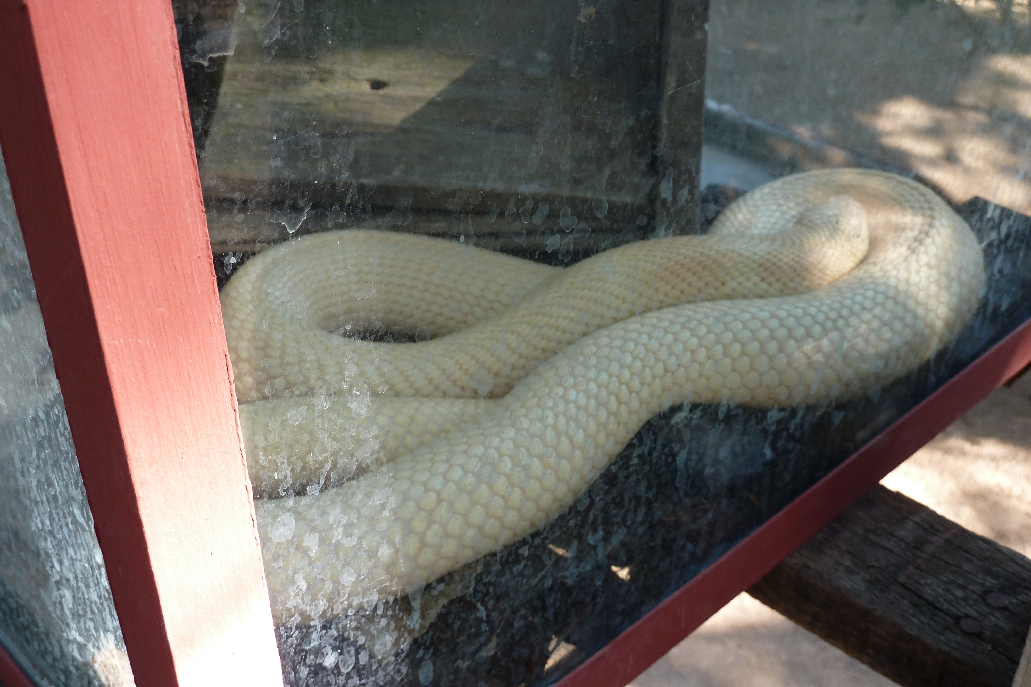 Picture Thailand Chiang Mai Mae Sa Snake Farm 2010-12 11 - History Mae Sa Snake Farm