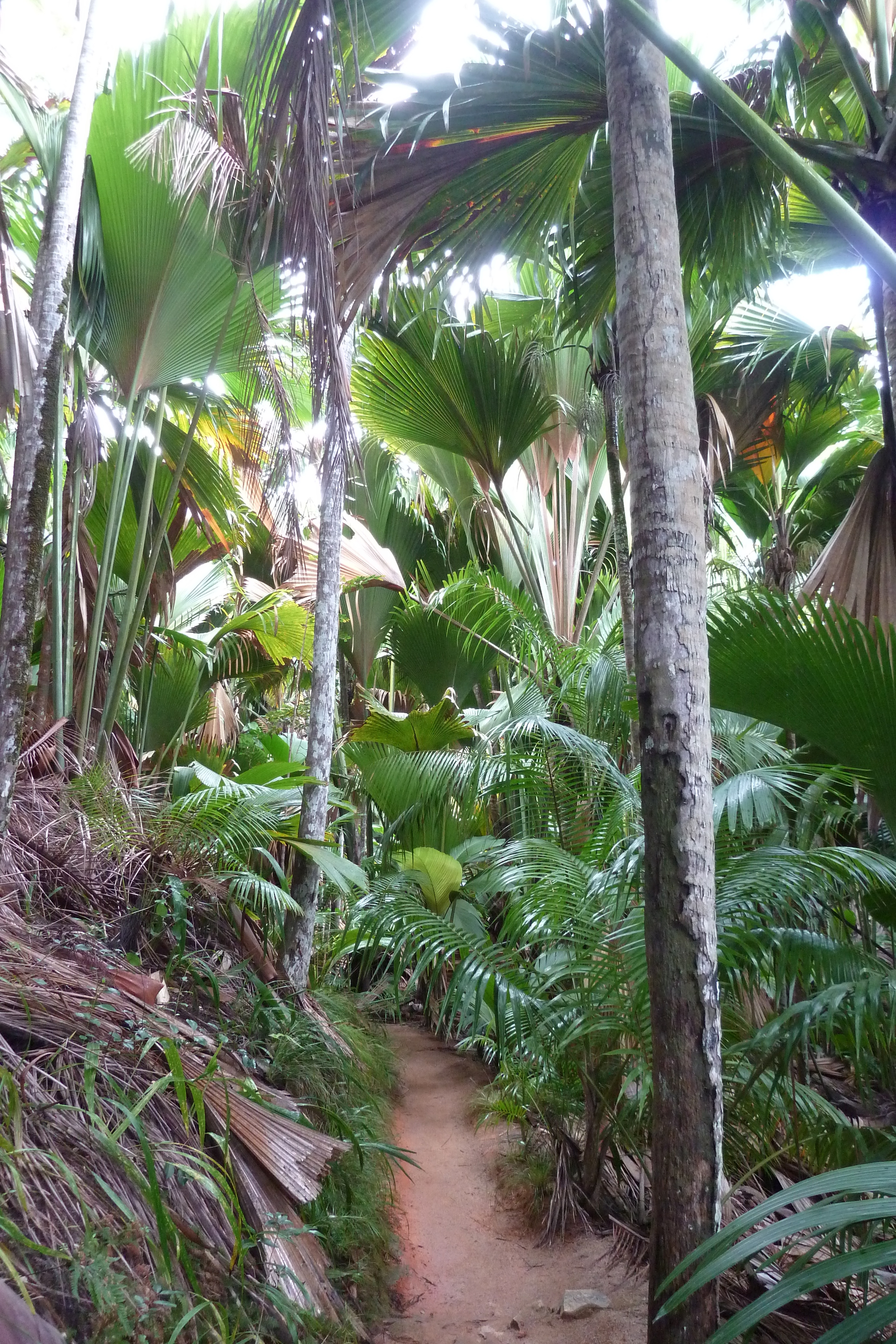 Picture Seychelles Vallee de Mai 2011-10 87 - Center Vallee de Mai