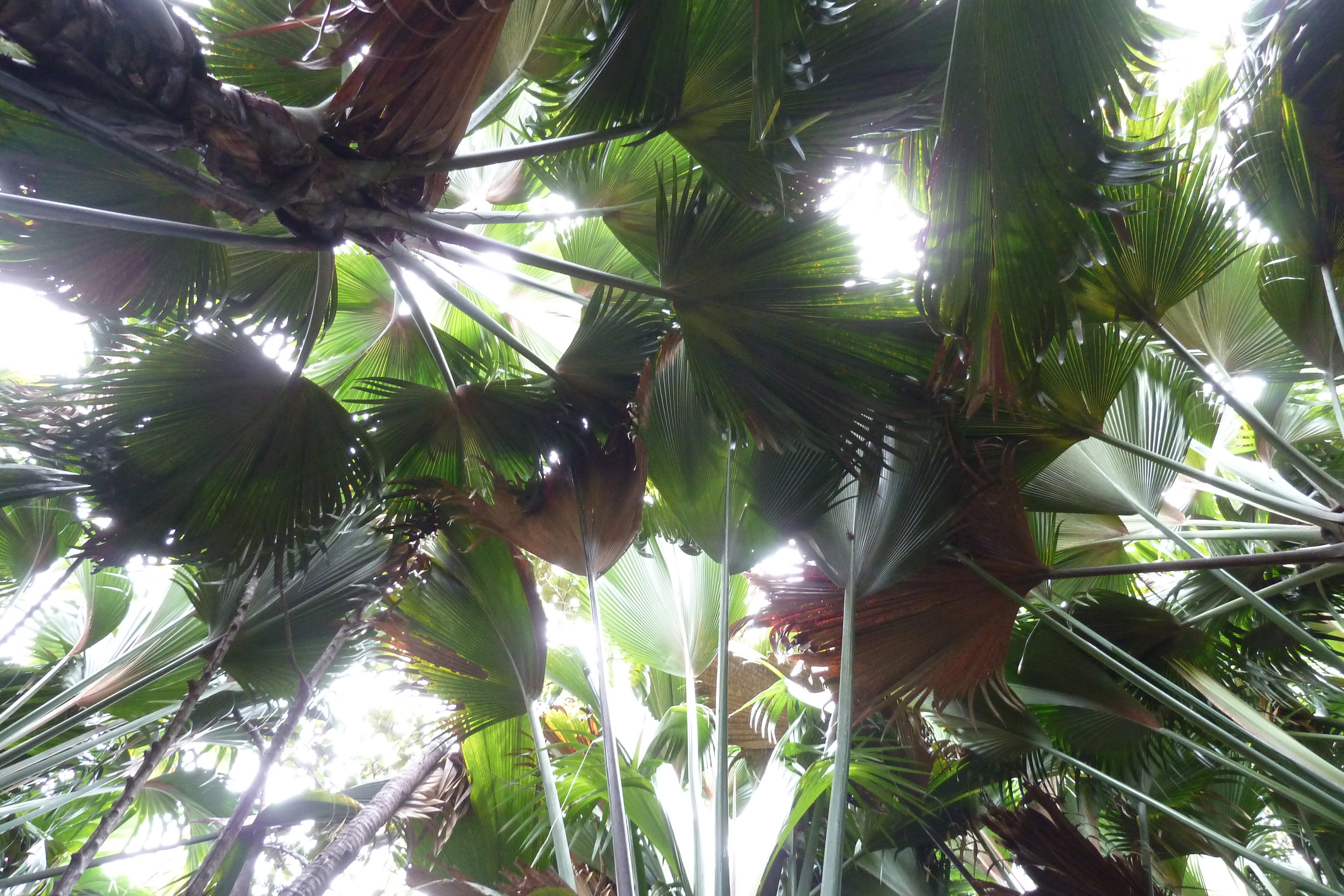 Picture Seychelles Vallee de Mai 2011-10 69 - Journey Vallee de Mai