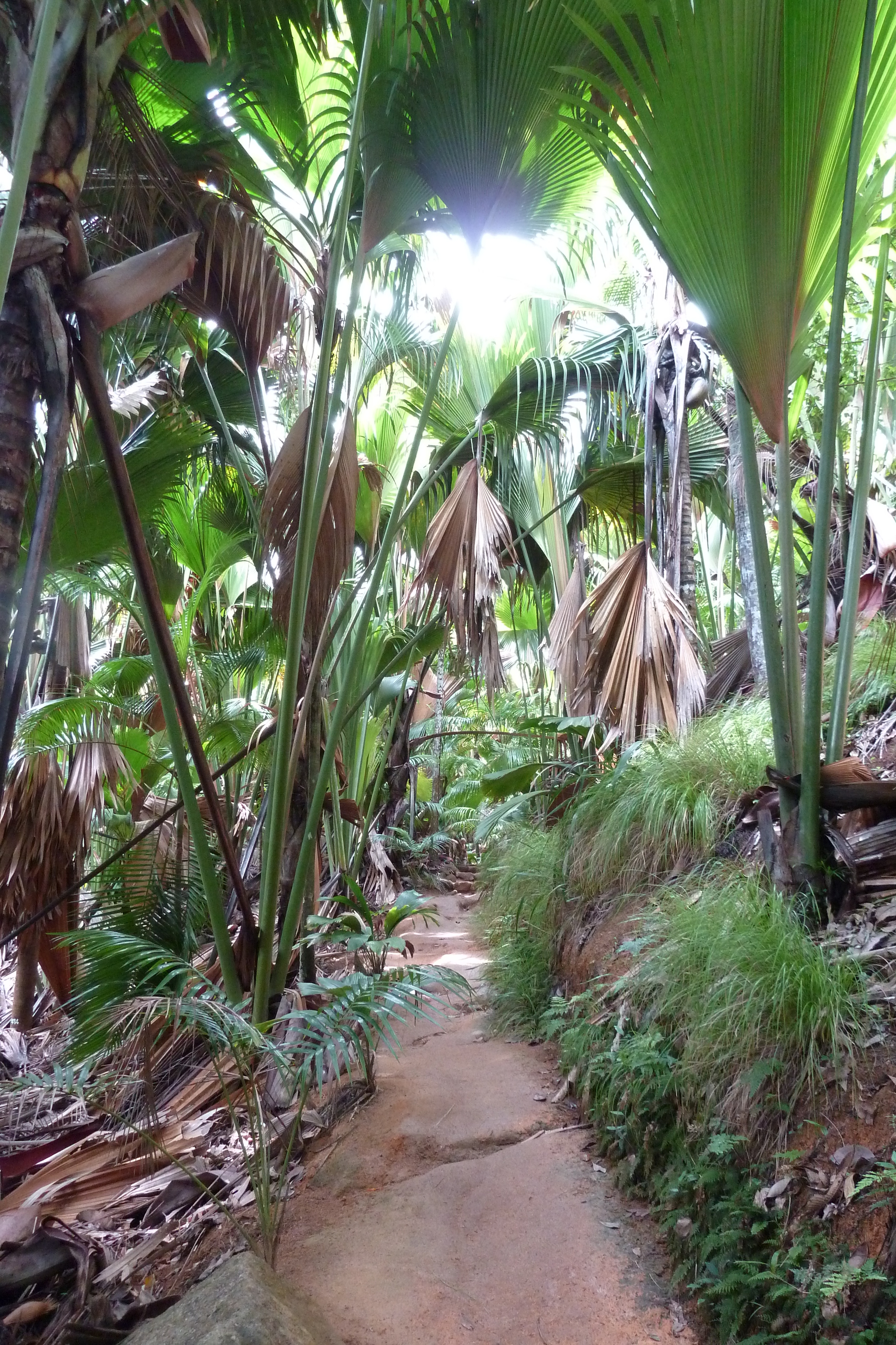 Picture Seychelles Vallee de Mai 2011-10 68 - Tours Vallee de Mai