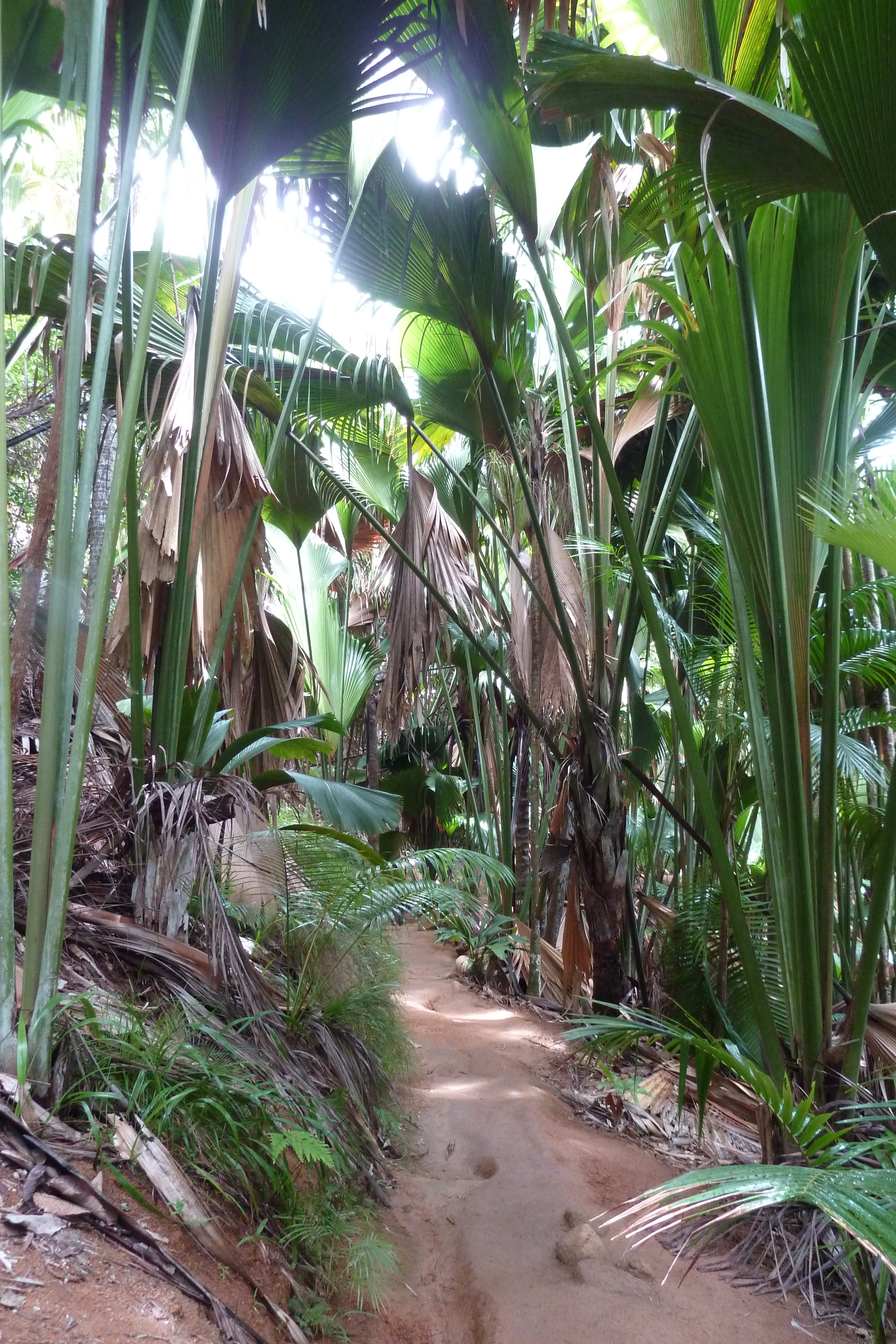 Picture Seychelles Vallee de Mai 2011-10 76 - Tours Vallee de Mai