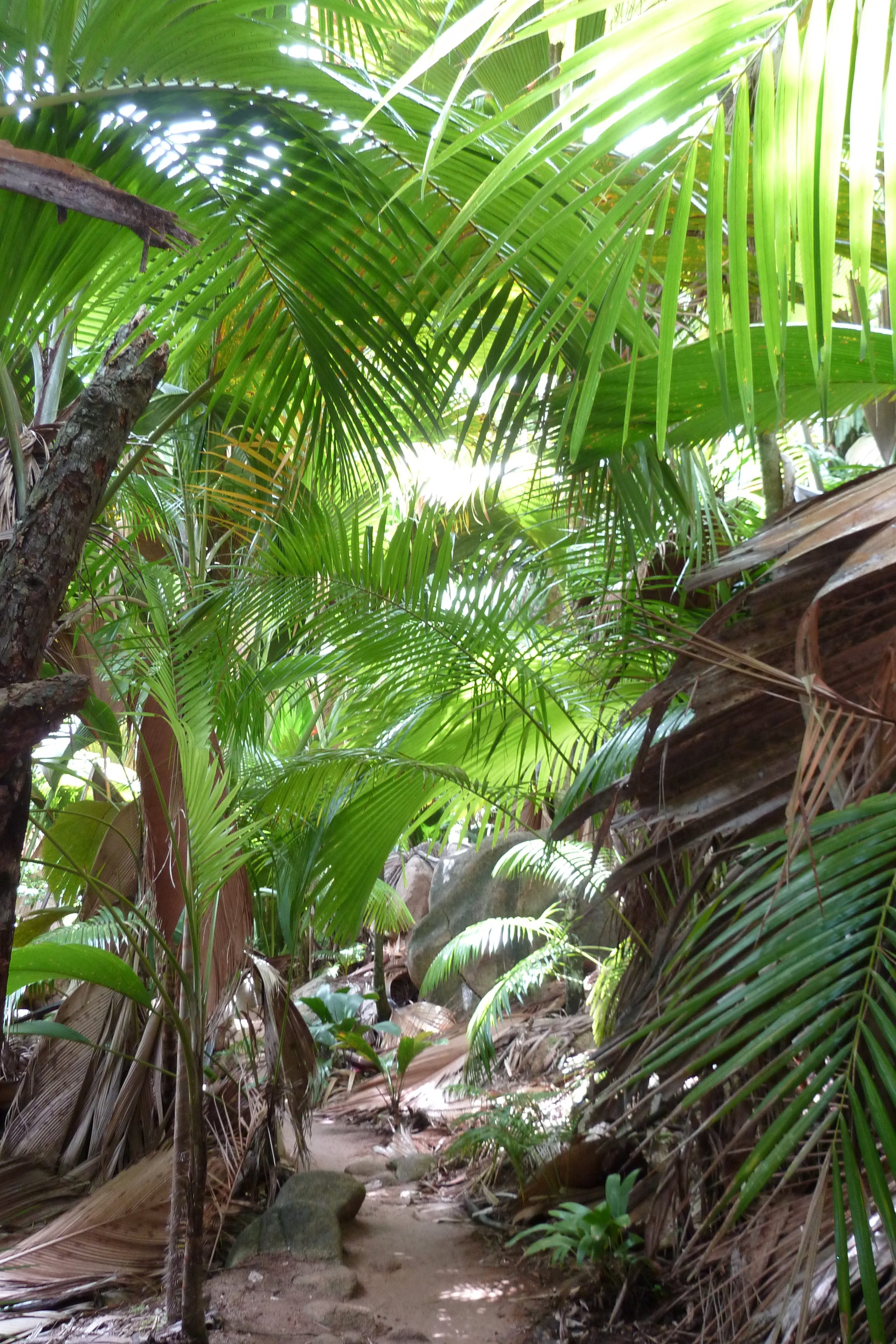 Picture Seychelles Vallee de Mai 2011-10 79 - Tours Vallee de Mai