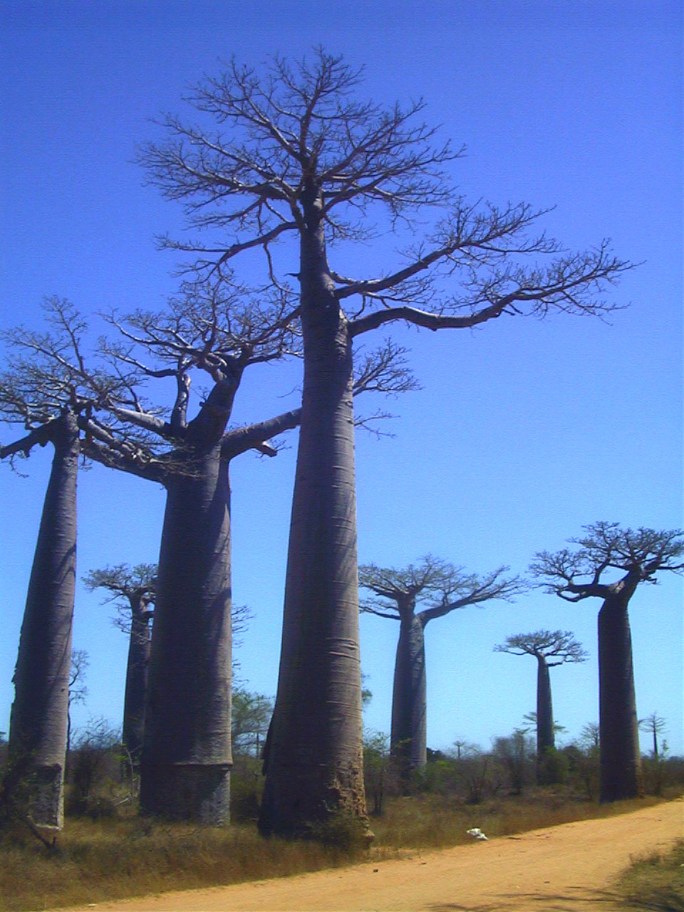 Picture Madagascar Morondava 1999-10 12 - Around Morondava