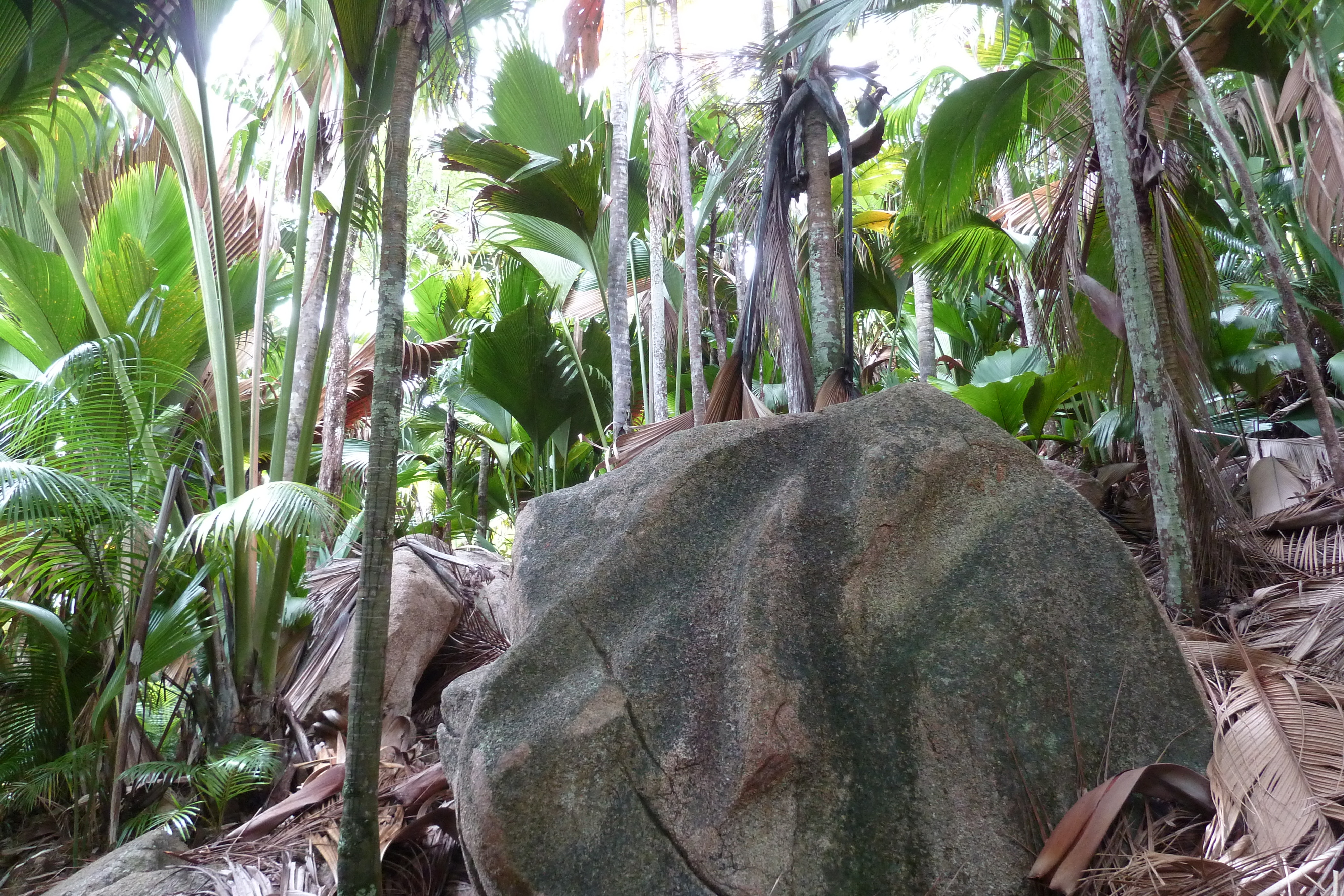 Picture Seychelles Vallee de Mai 2011-10 30 - Center Vallee de Mai