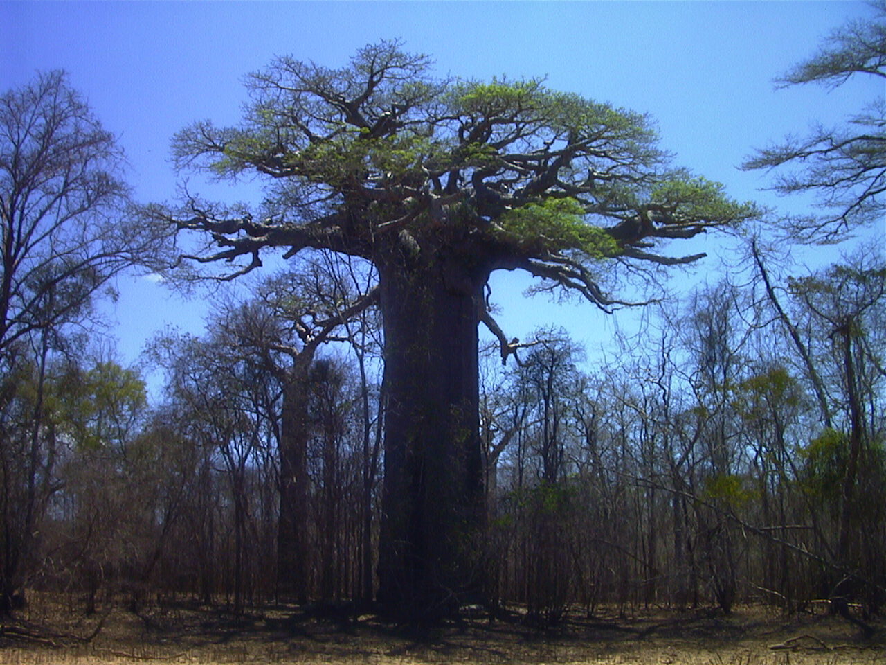 Picture Madagascar Morondava 1999-10 11 - Discovery Morondava