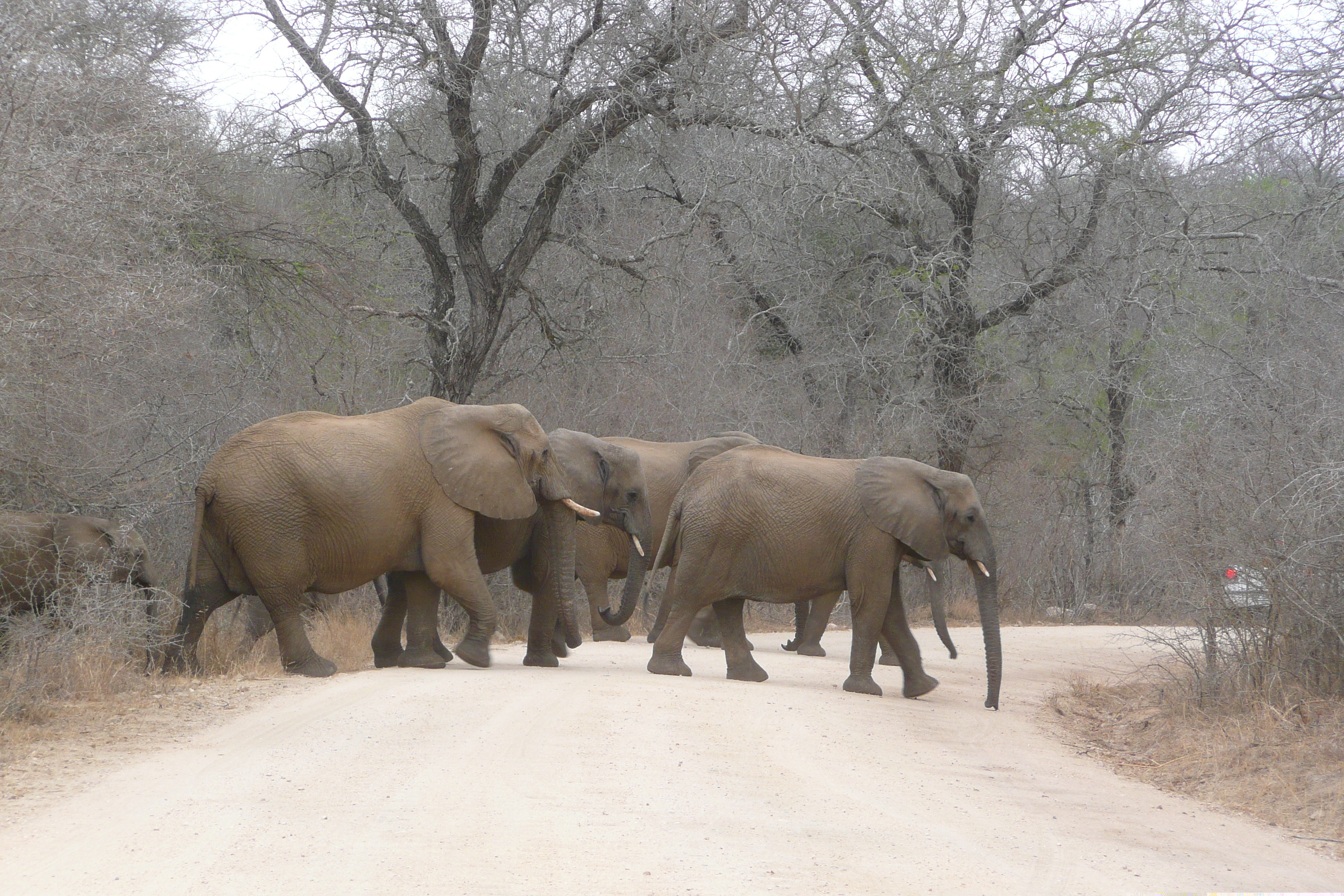 Picture South Africa Kruger National Park Sable River 2008-09 57 - Journey Sable River