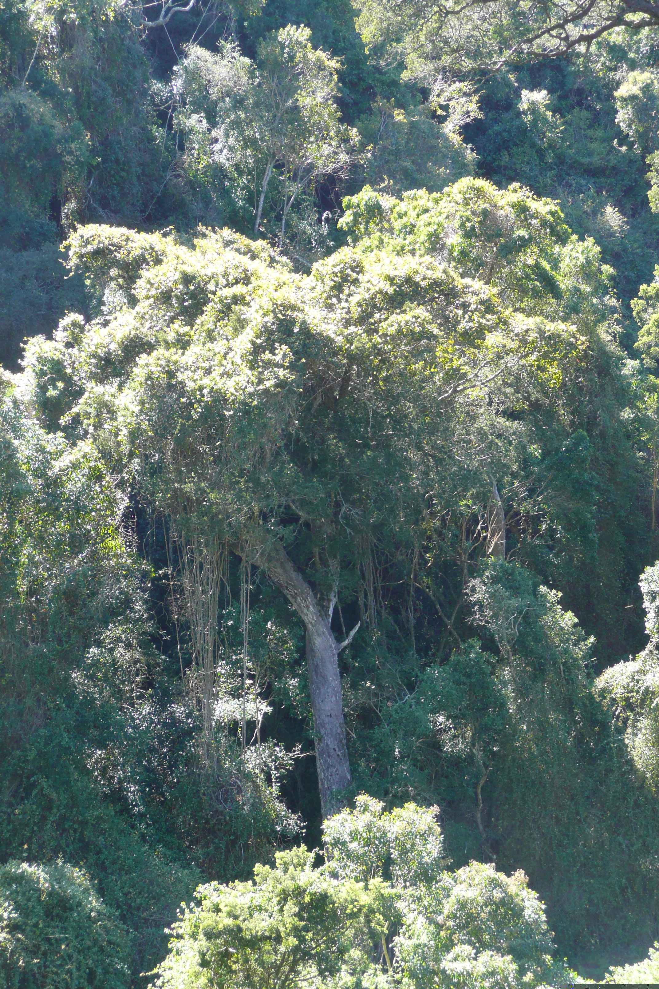 Picture South Africa Nature's Valley 2008-09 43 - Tour Nature's Valley