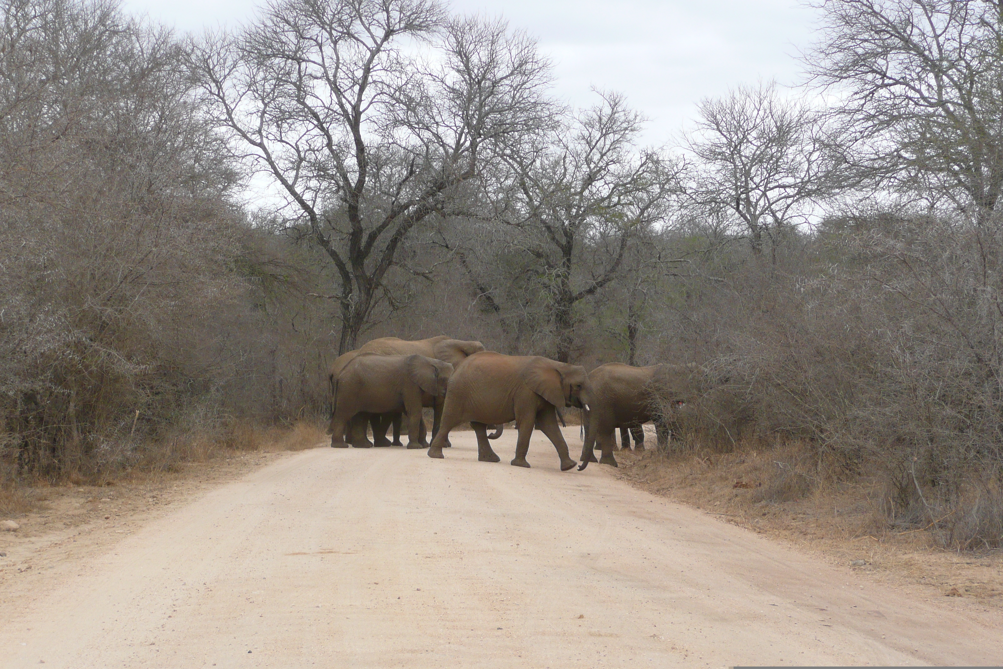 Picture South Africa Kruger National Park Sable River 2008-09 51 - Around Sable River