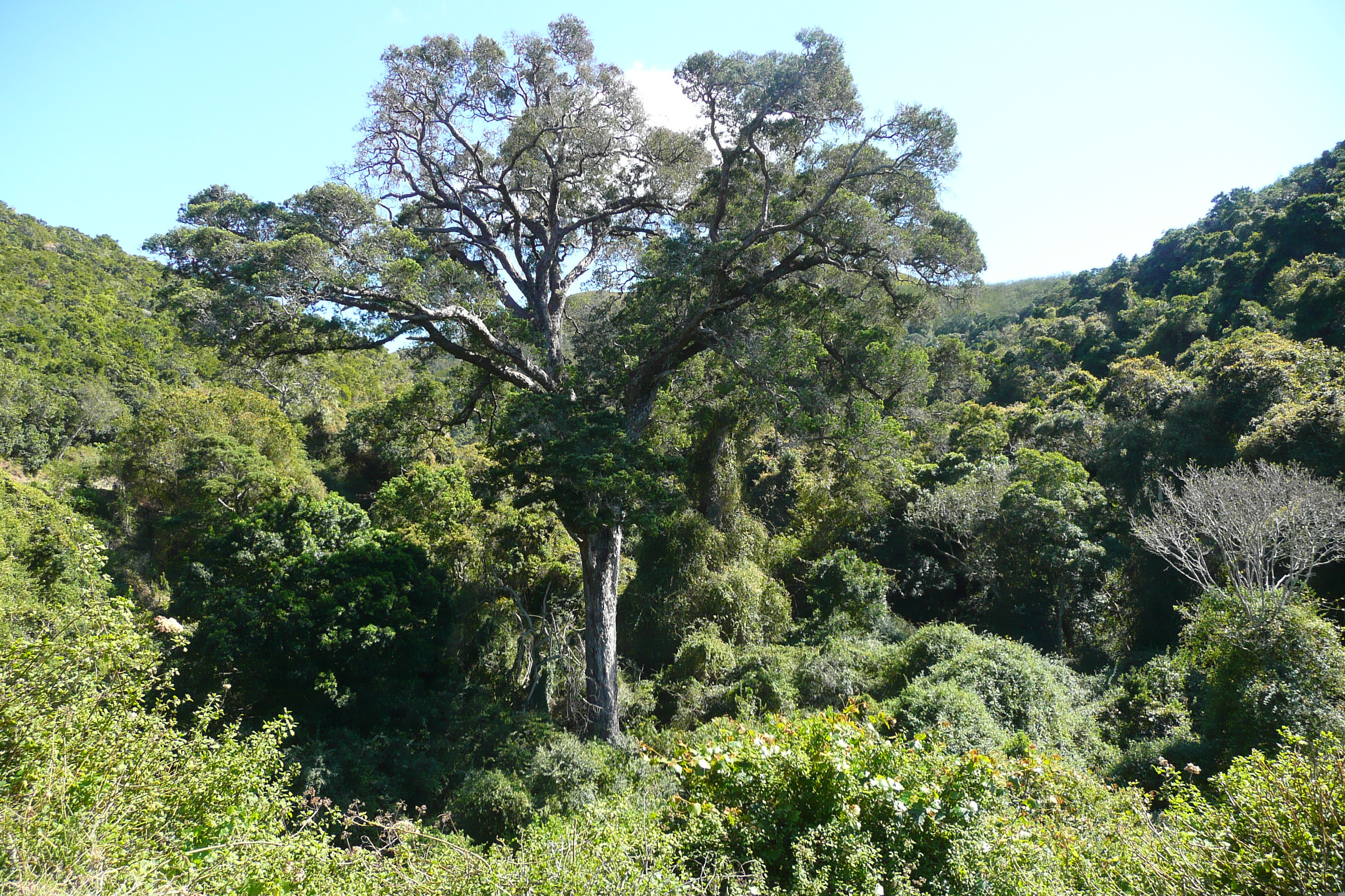 Picture South Africa Nature's Valley 2008-09 11 - Tours Nature's Valley