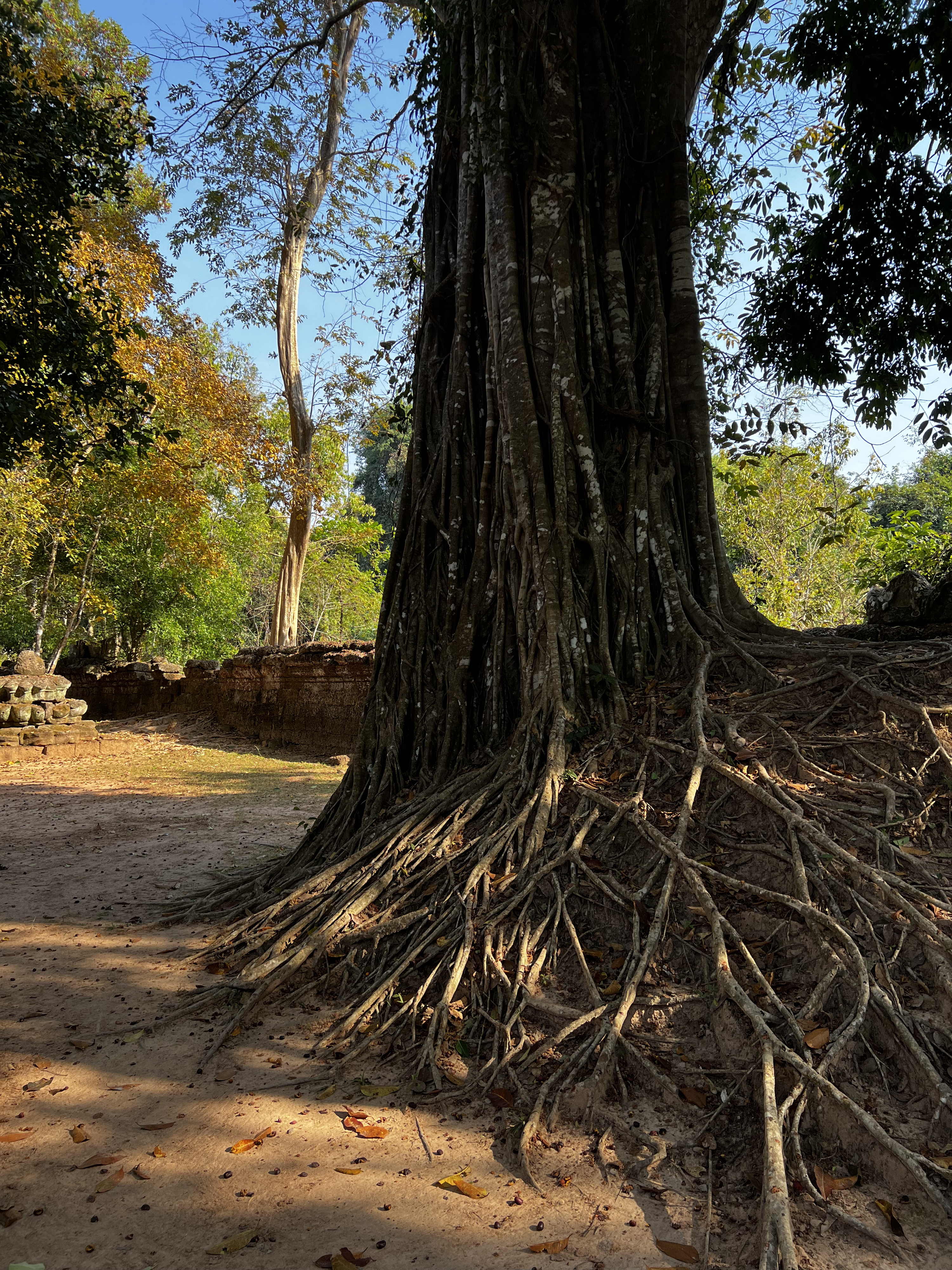 Picture Cambodia Siem Reap Ta Som 2023-01 48 - History Ta Som