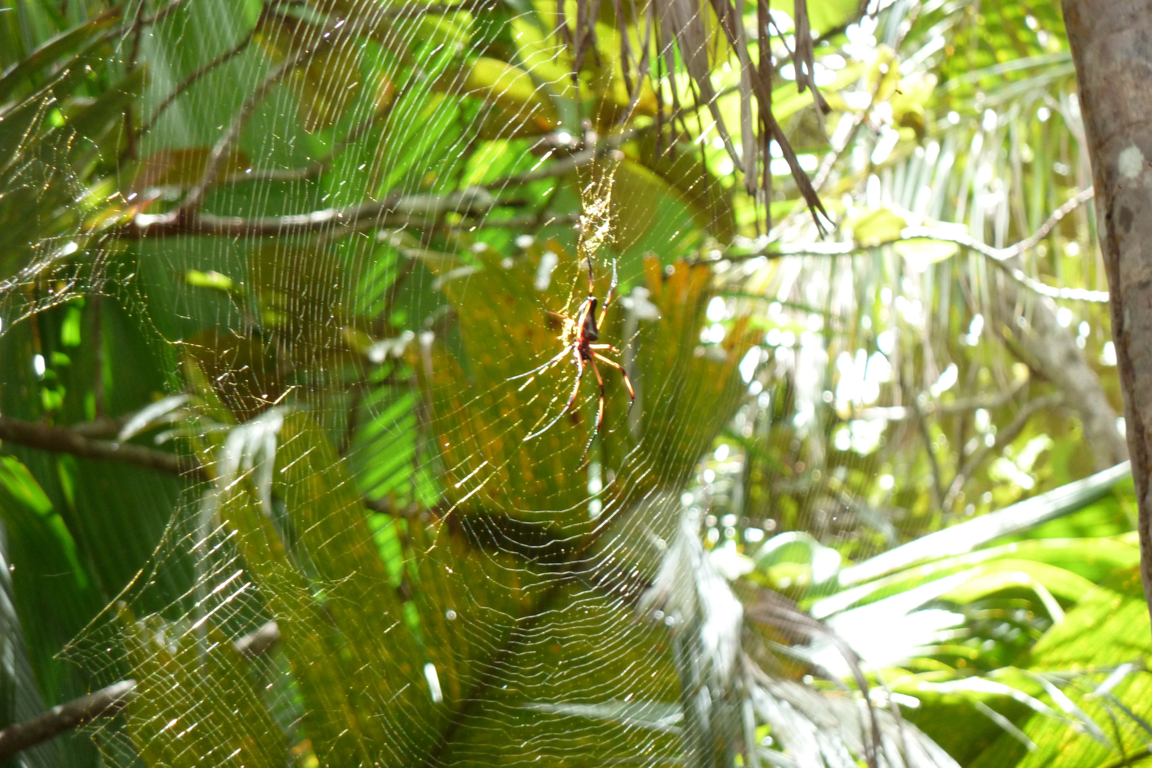 Picture Seychelles Vallee de Mai 2011-10 70 - Around Vallee de Mai