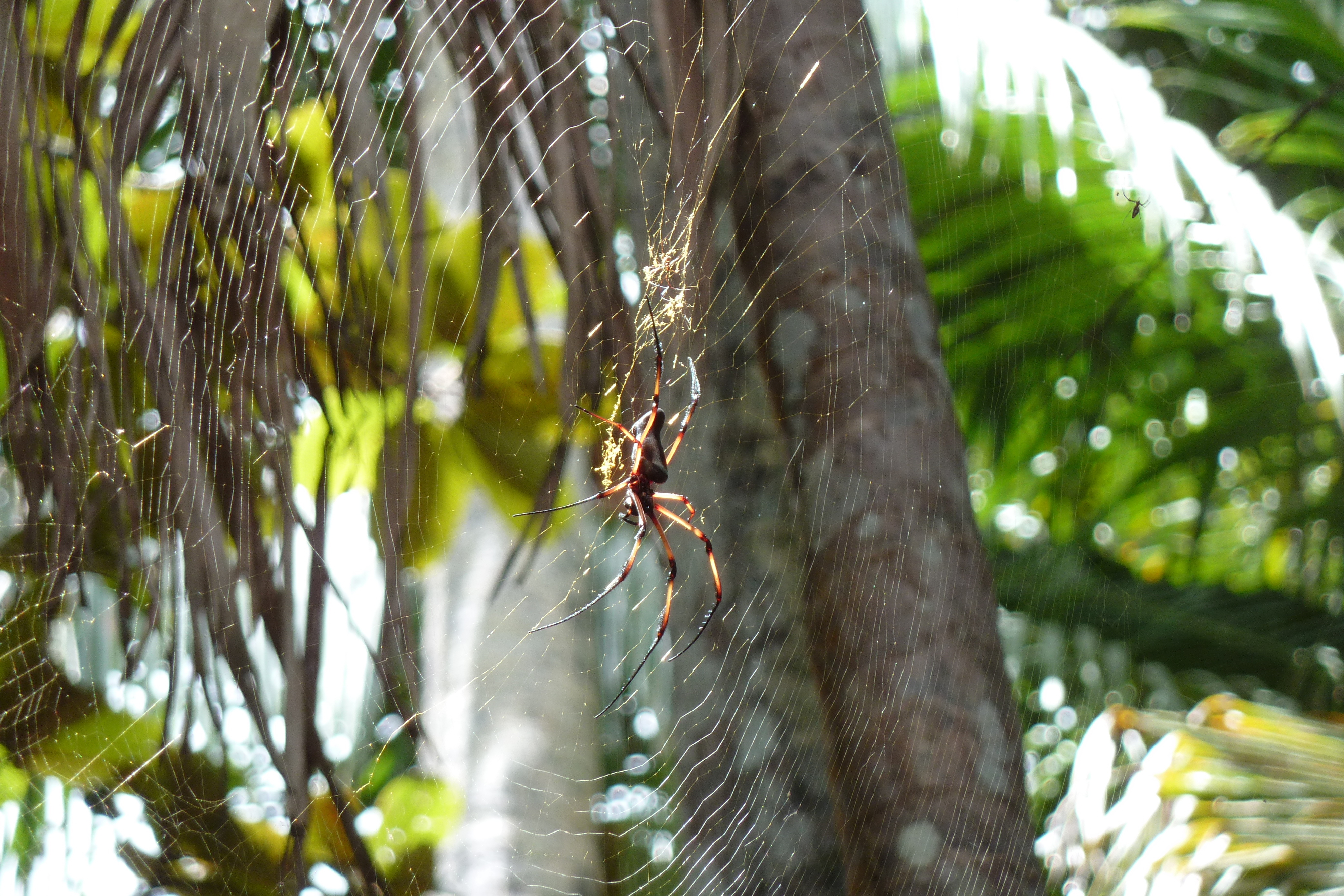 Picture Seychelles Vallee de Mai 2011-10 77 - Journey Vallee de Mai