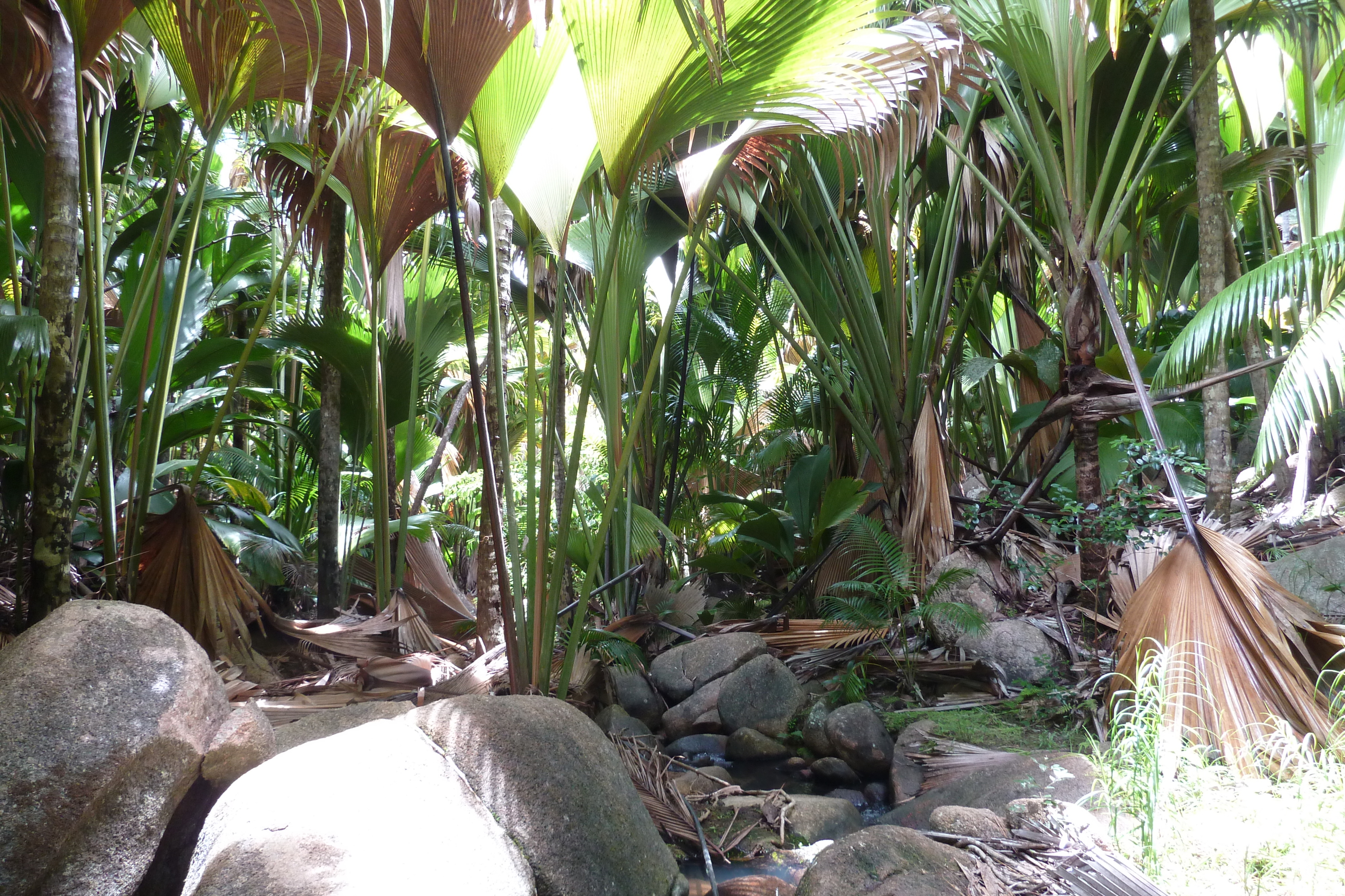 Picture Seychelles Vallee de Mai 2011-10 86 - Discovery Vallee de Mai