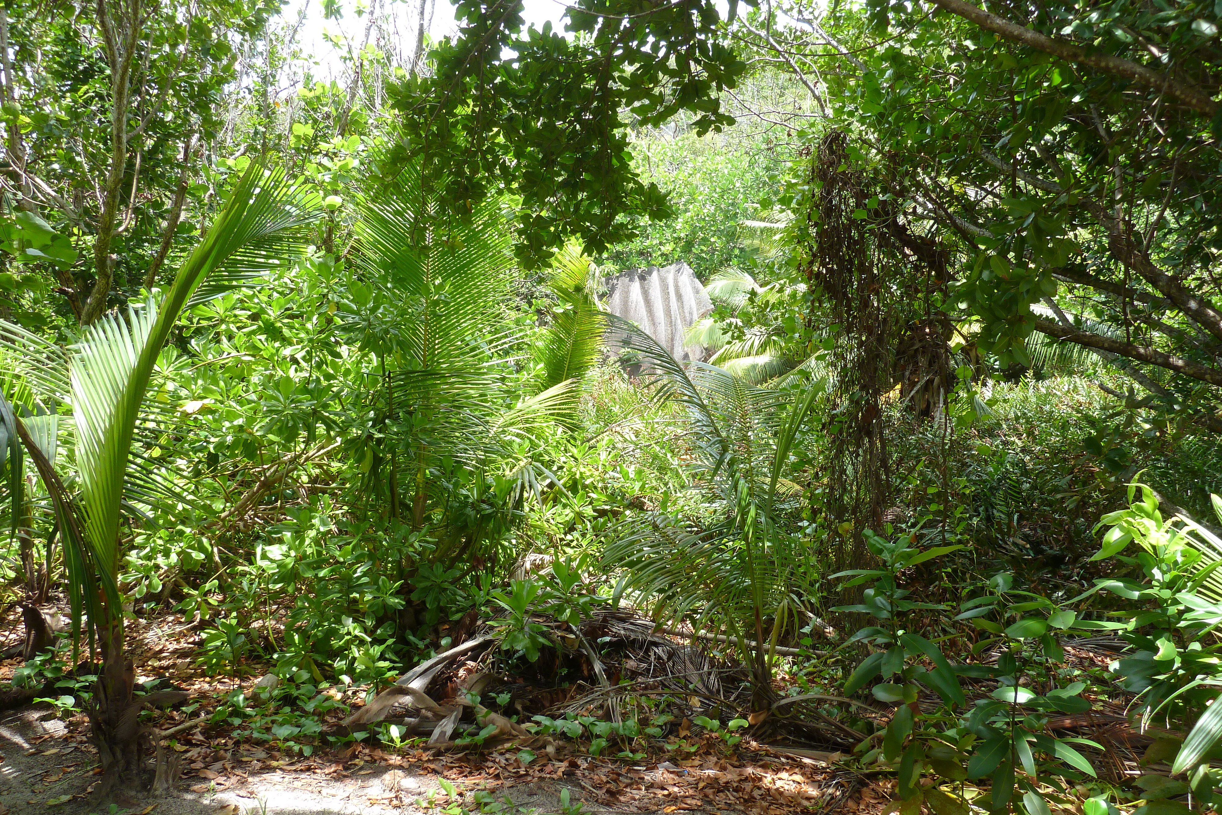 Picture Seychelles La Digue 2011-10 232 - Tours La Digue