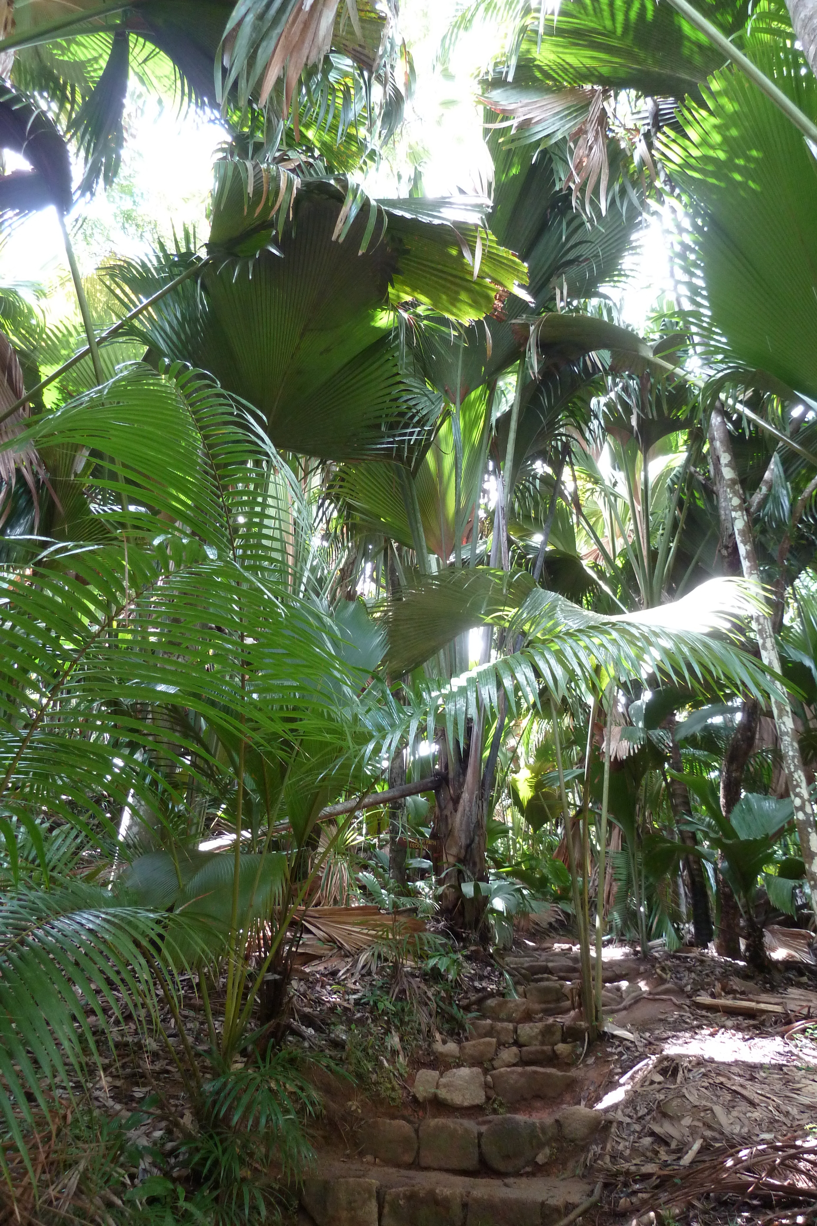 Picture Seychelles Vallee de Mai 2011-10 85 - Around Vallee de Mai