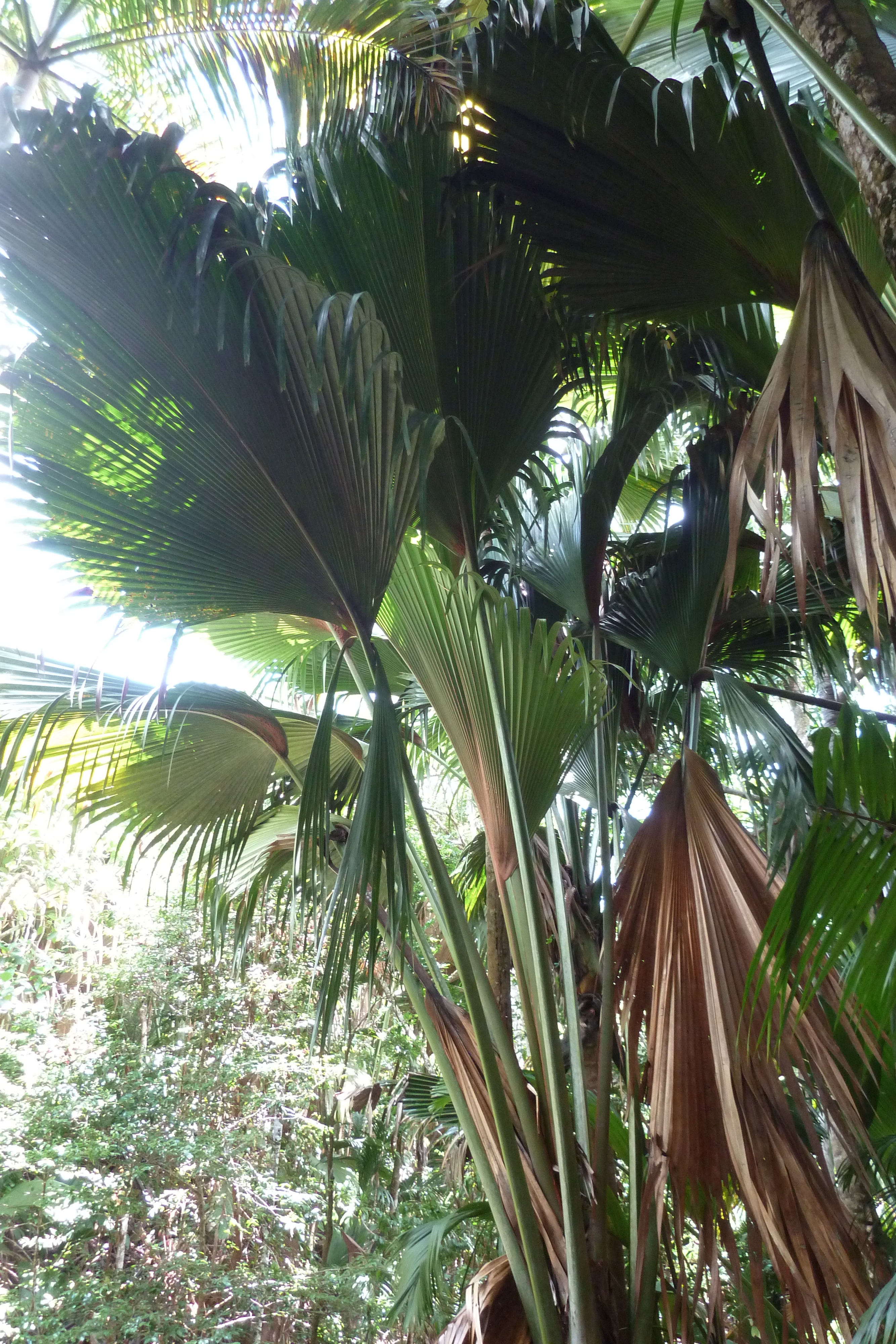 Picture Seychelles Vallee de Mai 2011-10 2 - Center Vallee de Mai