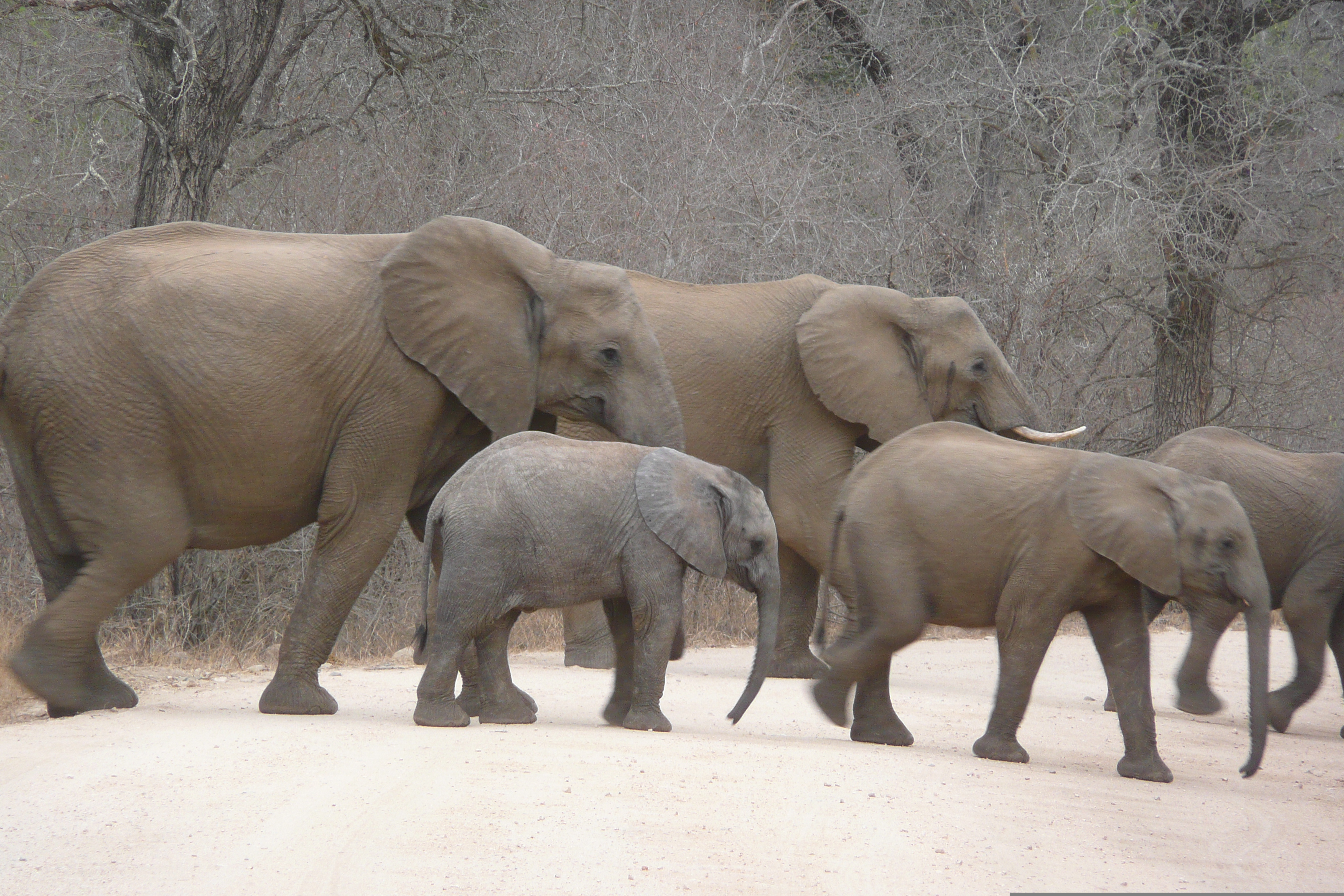 Picture South Africa Kruger National Park Sable River 2008-09 58 - Tours Sable River