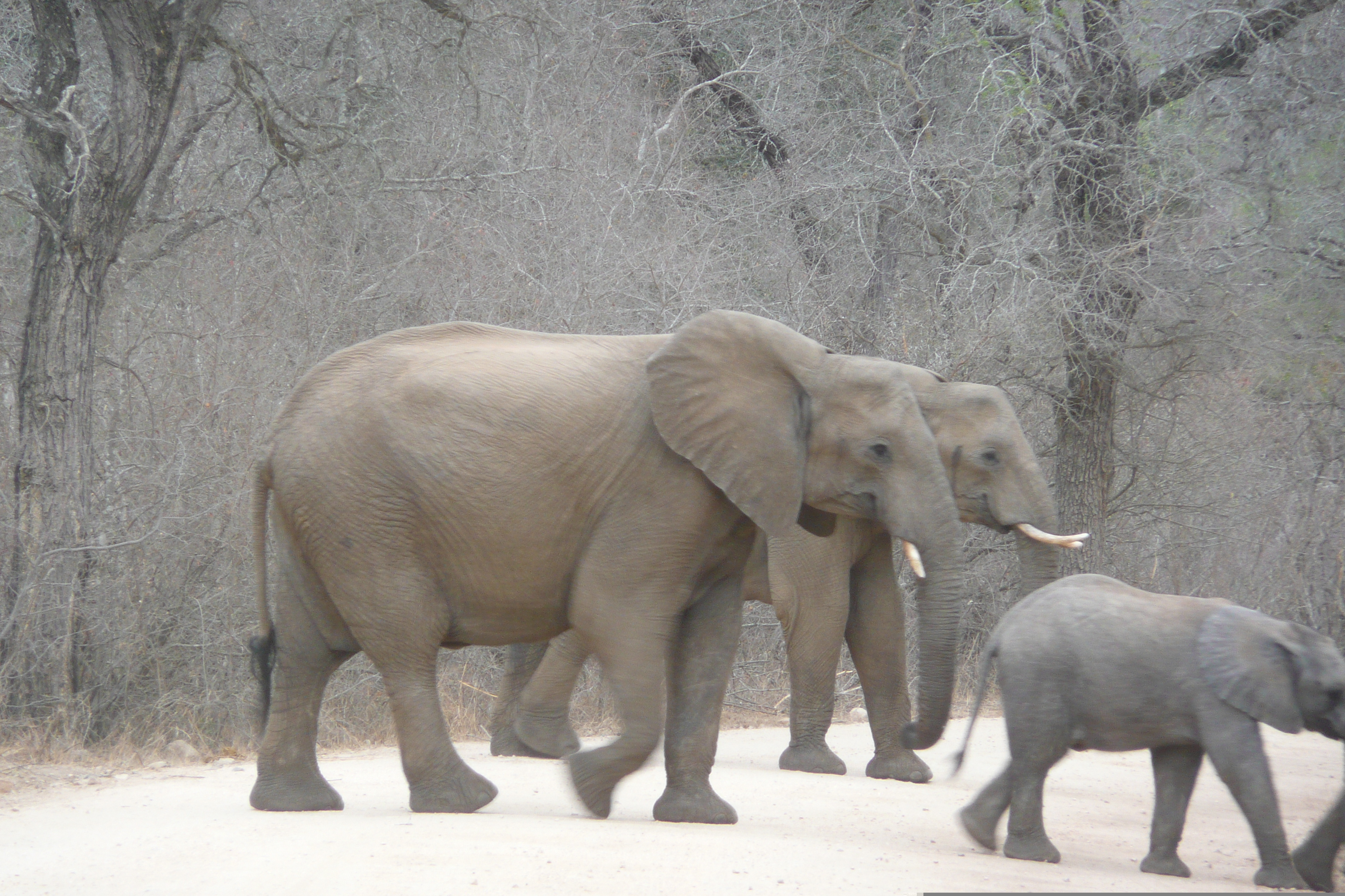 Picture South Africa Kruger National Park Sable River 2008-09 59 - Tours Sable River