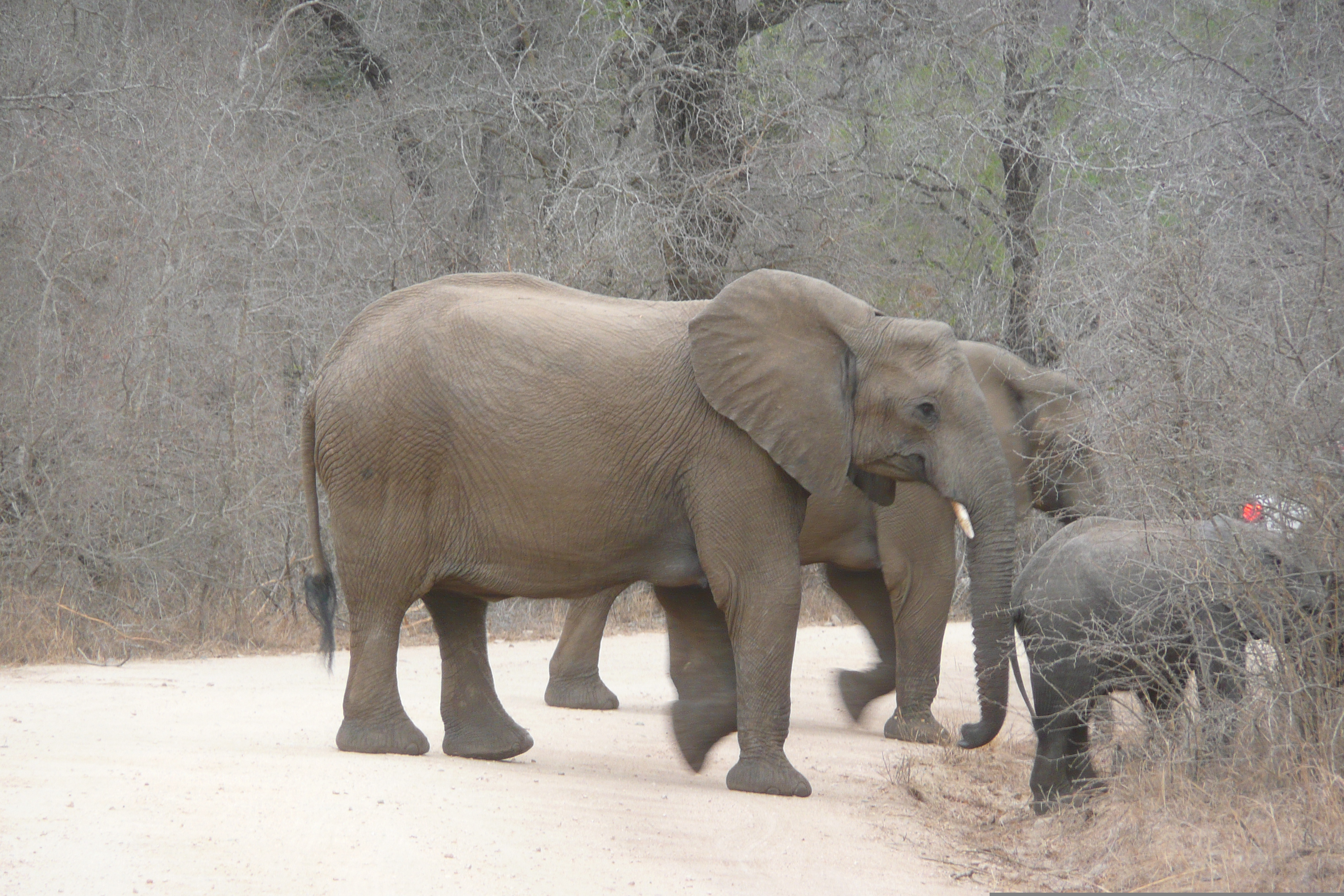 Picture South Africa Kruger National Park Sable River 2008-09 65 - Tours Sable River