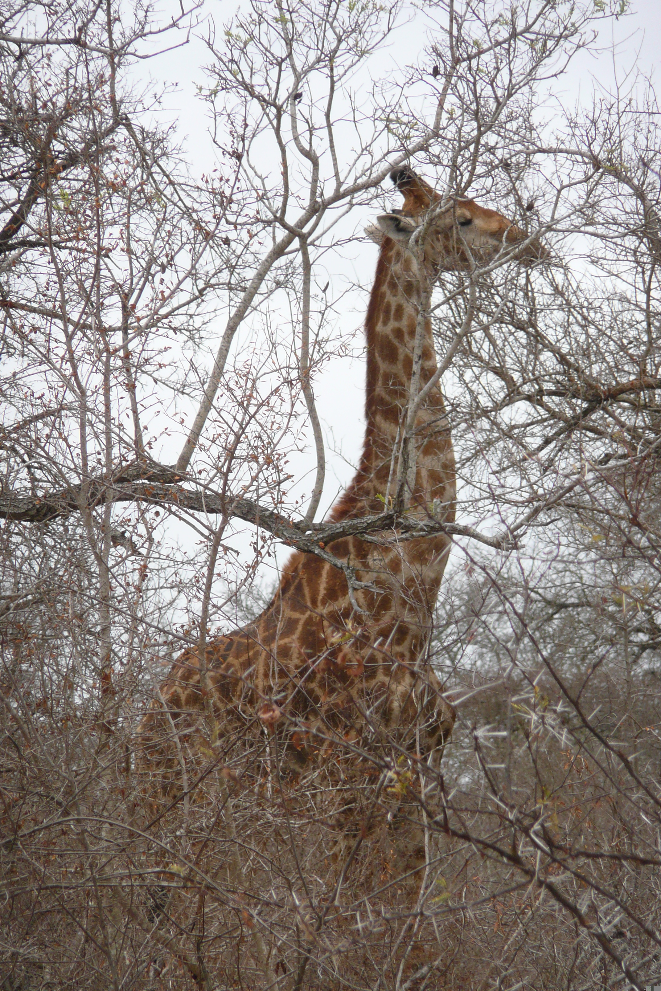 Picture South Africa Kruger National Park Sable River 2008-09 34 - Journey Sable River