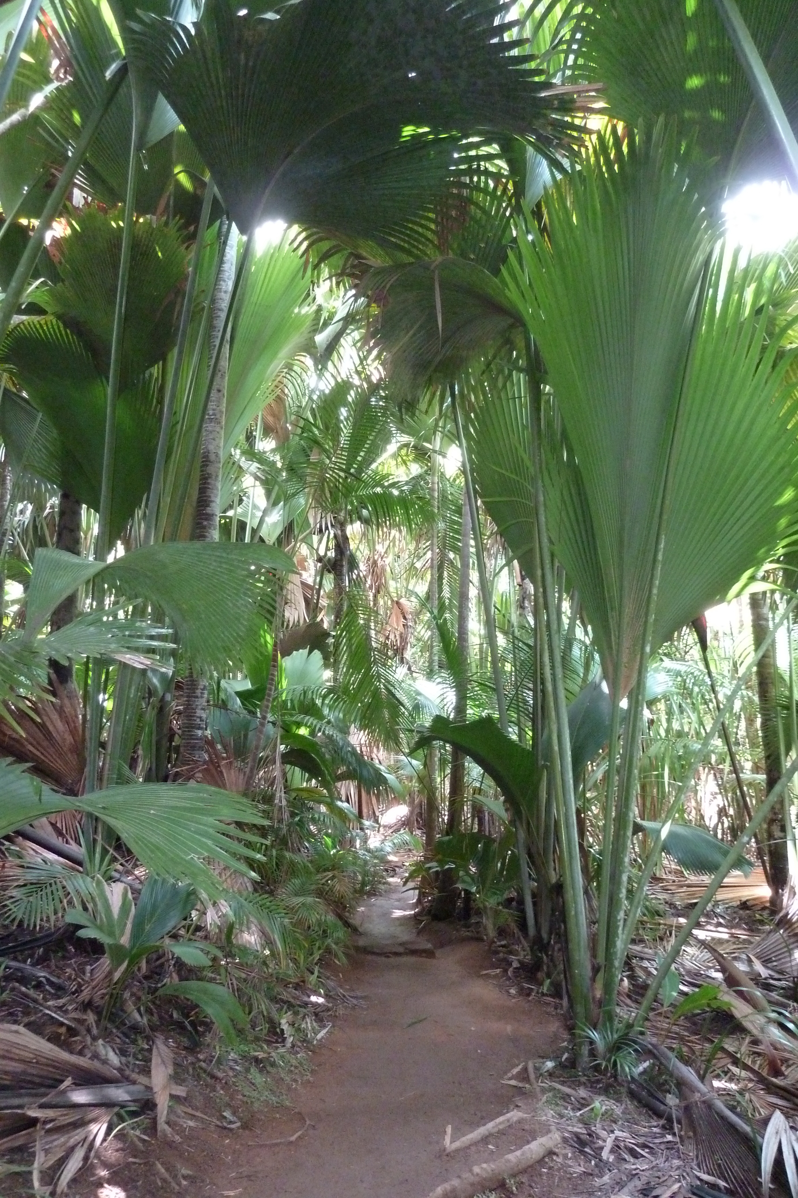 Picture Seychelles Vallee de Mai 2011-10 29 - Journey Vallee de Mai