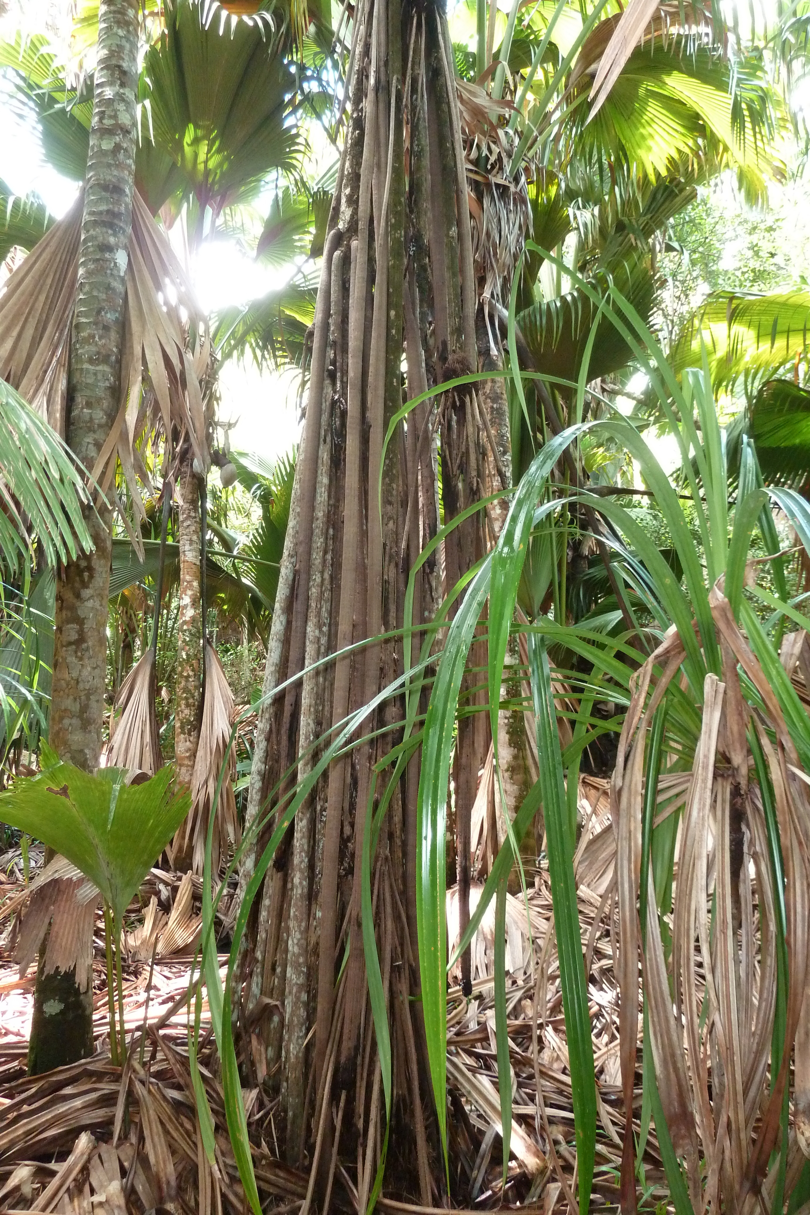 Picture Seychelles Vallee de Mai 2011-10 23 - Around Vallee de Mai