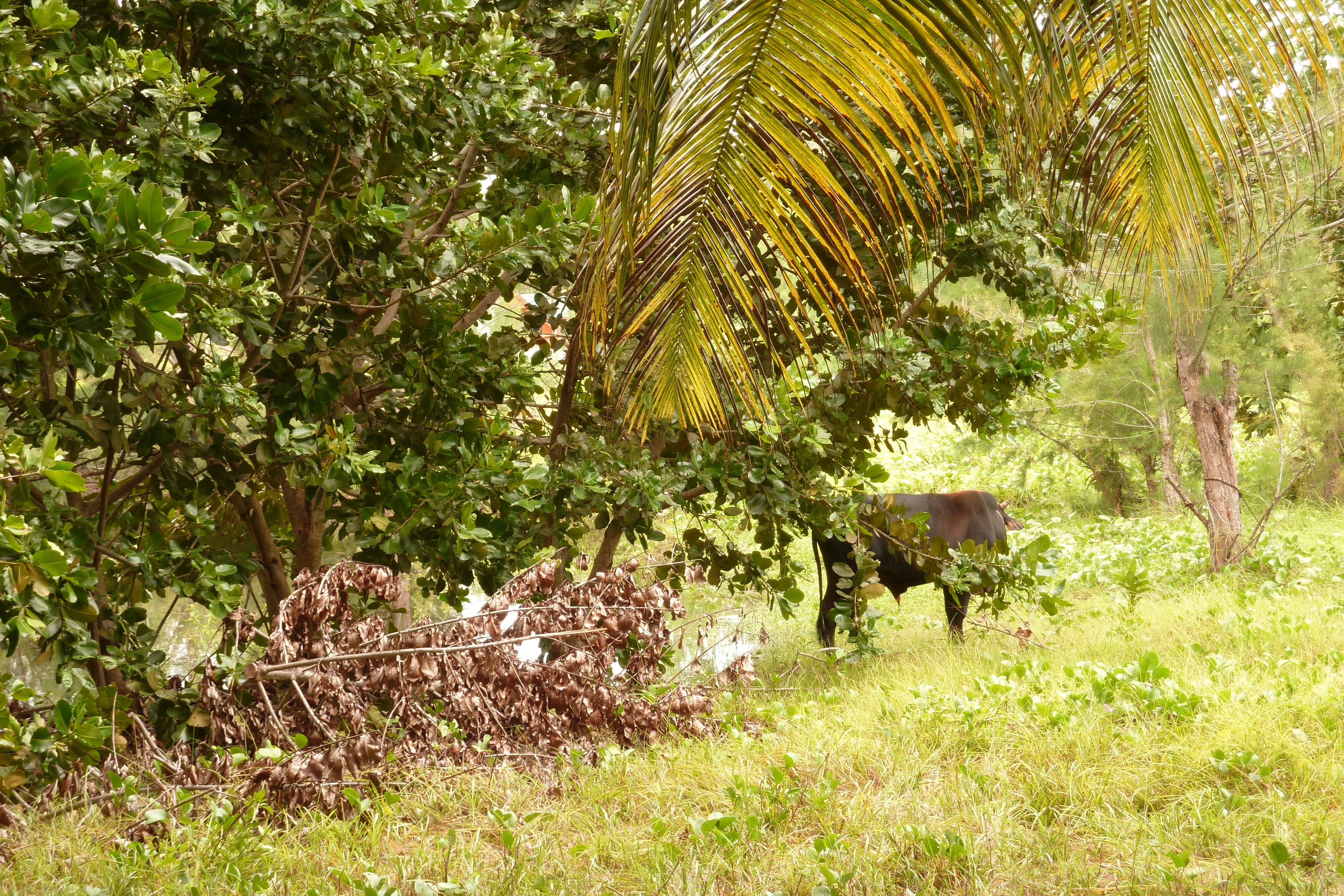 Picture Seychelles La Digue 2011-10 203 - History La Digue