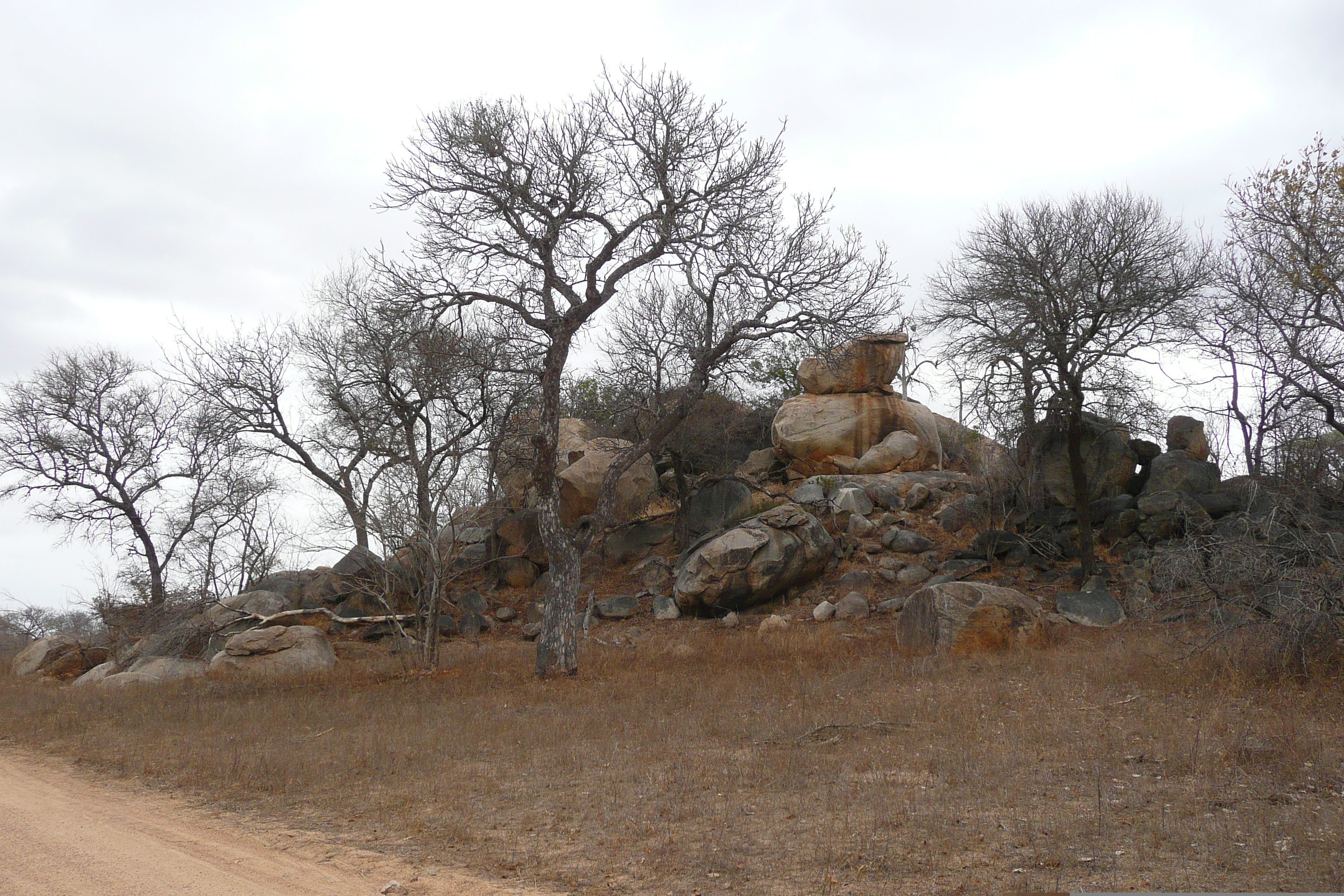 Picture South Africa Kruger National Park 2008-09 40 - Tours Kruger National Park