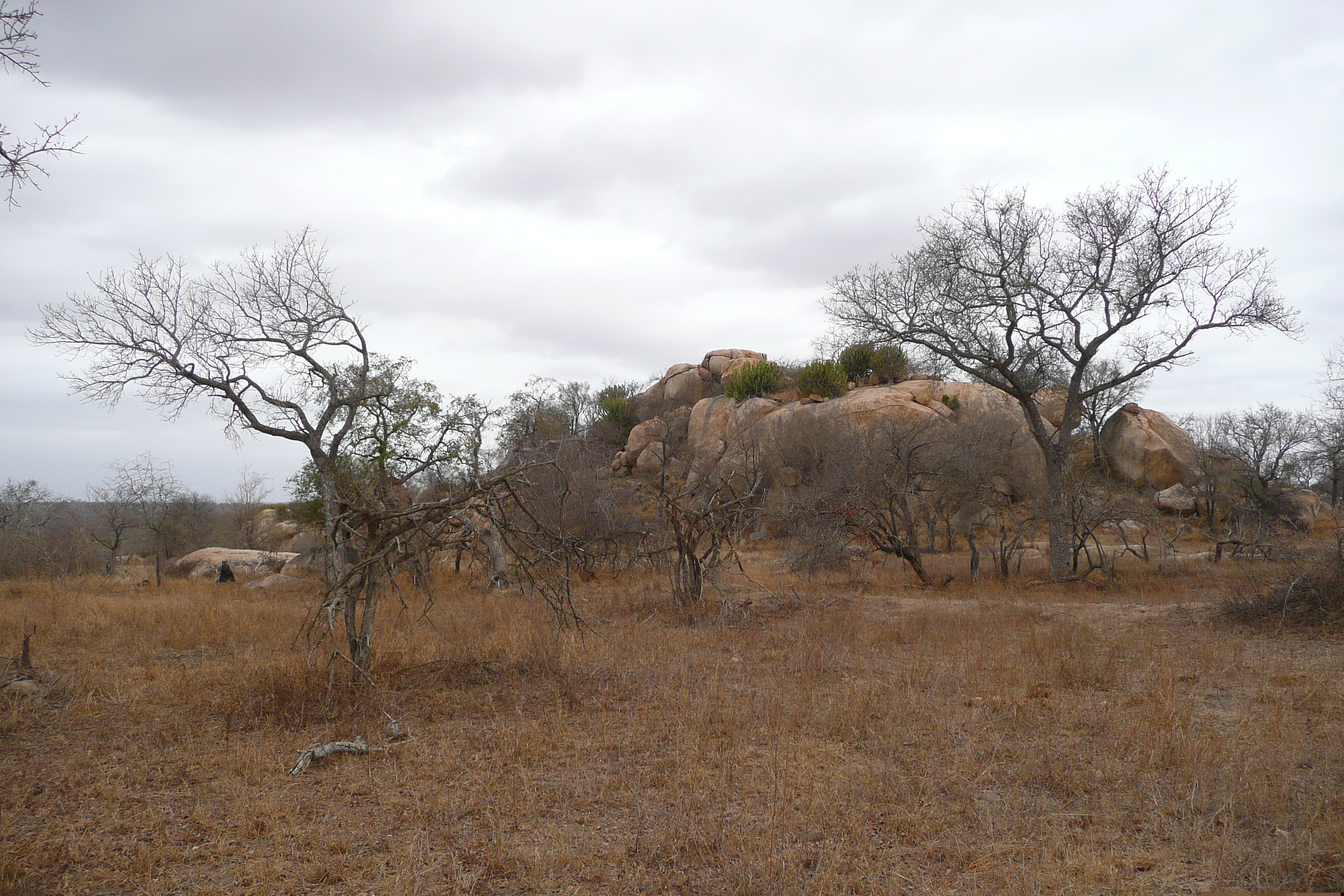 Picture South Africa Kruger National Park 2008-09 24 - Tours Kruger National Park