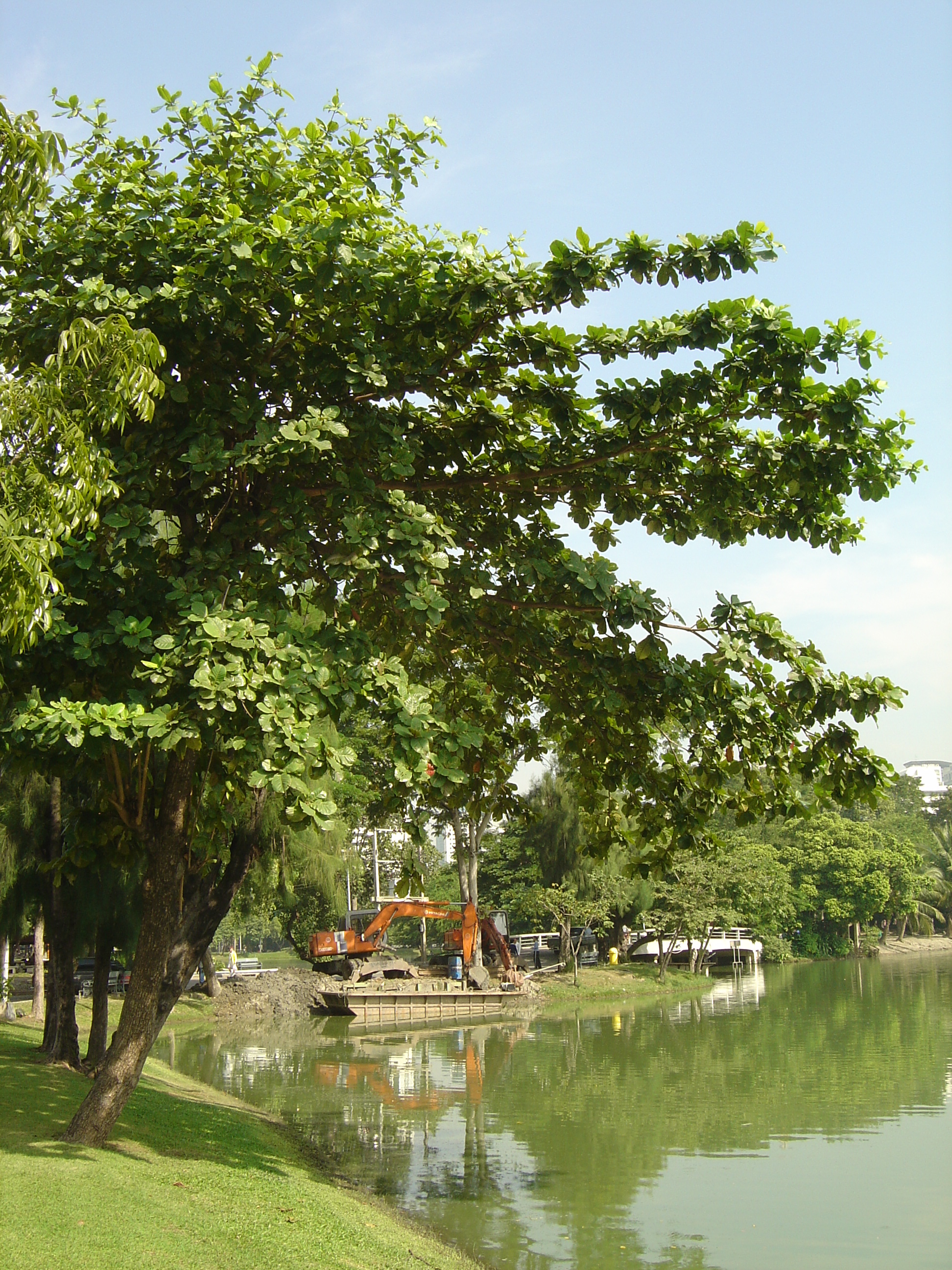 Picture Thailand Bangkok Lumpini Park 2005-12 30 - Discovery Lumpini Park