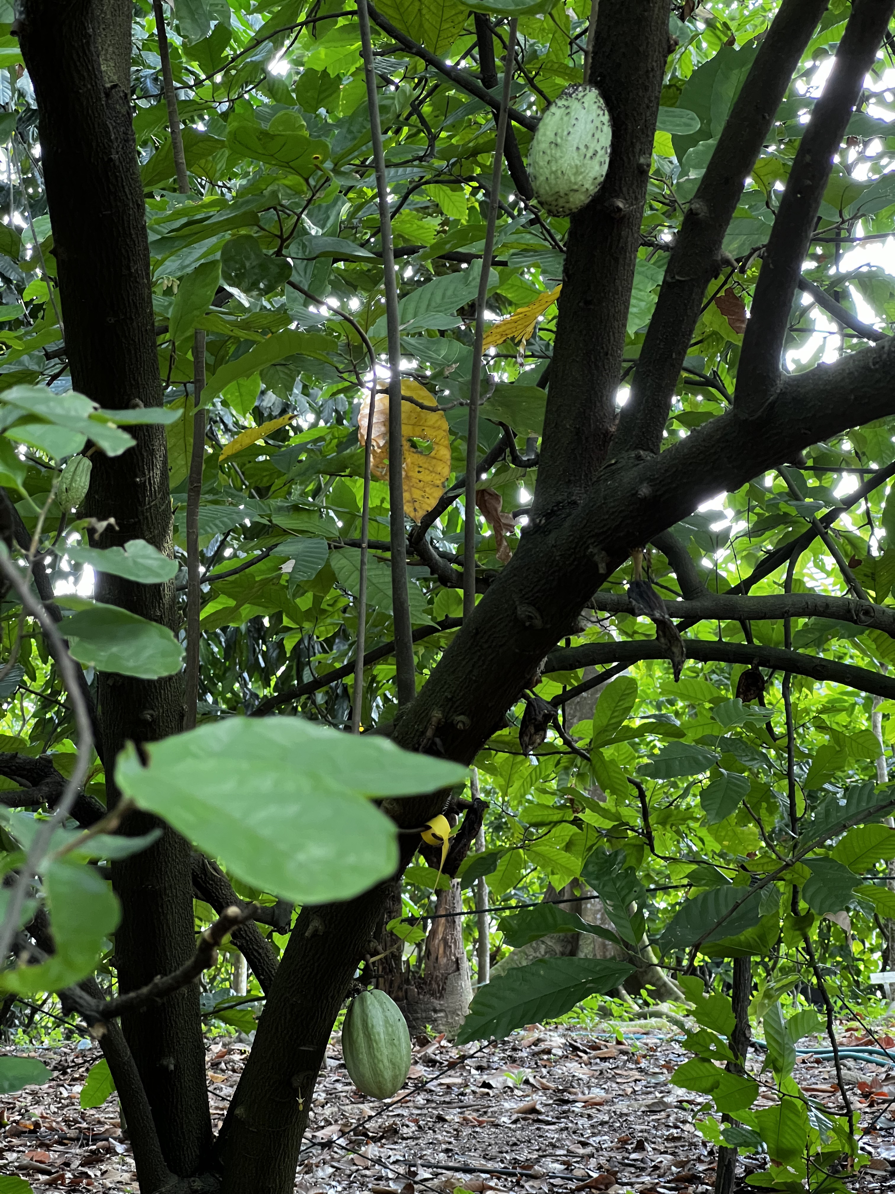 Picture Singapore Singapore Botanic Gardens 2023-01 82 - Tours Singapore Botanic Gardens