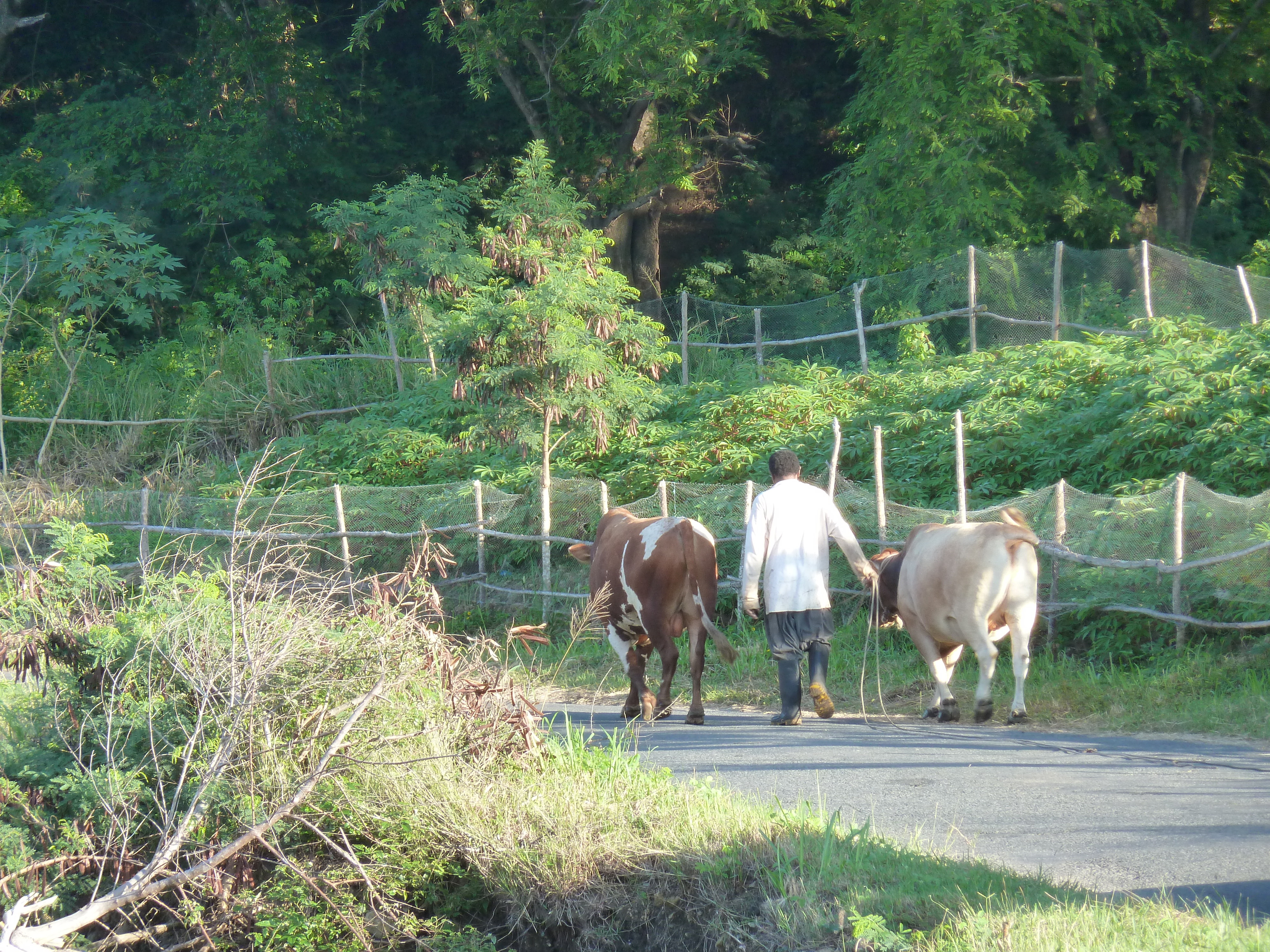 Picture Fiji Nadi to Sigatoka road 2010-05 5 - Tours Nadi to Sigatoka road