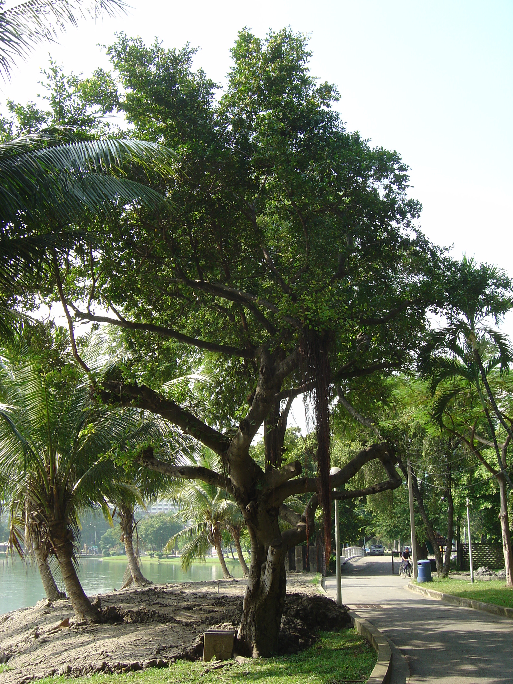 Picture Thailand Bangkok Lumpini Park 2005-12 9 - Journey Lumpini Park