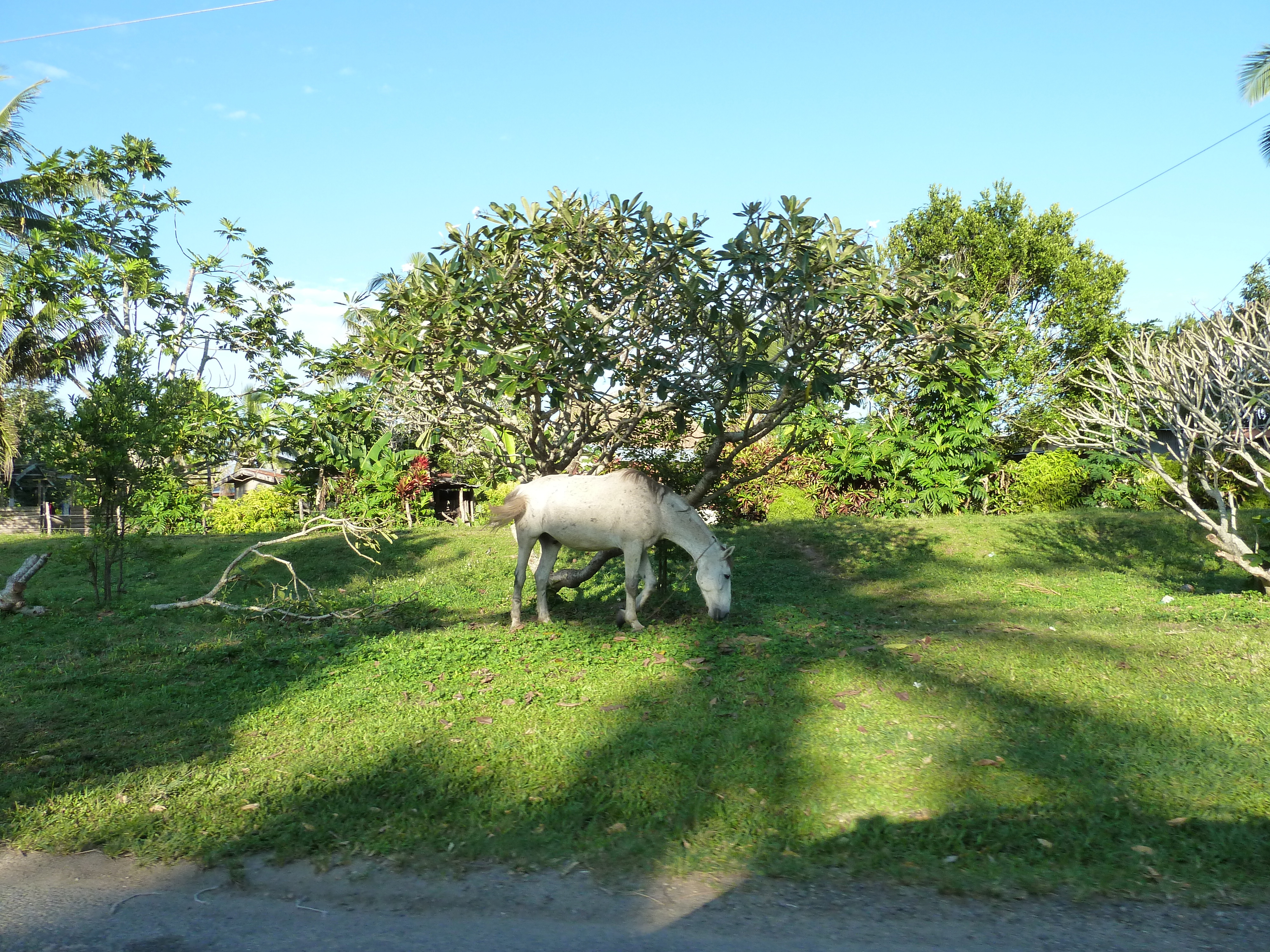 Picture Fiji Nadi to Sigatoka road 2010-05 15 - Journey Nadi to Sigatoka road