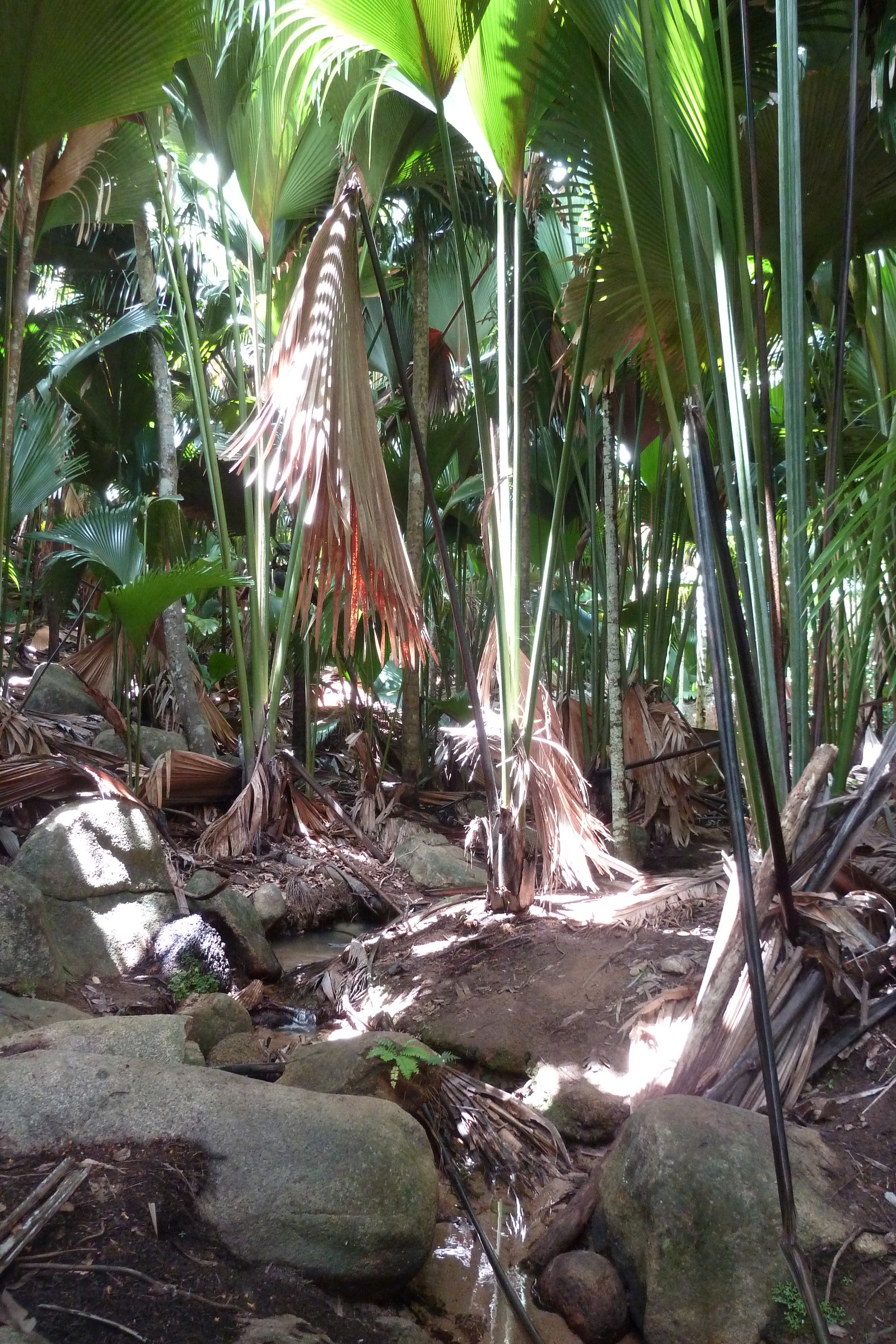 Picture Seychelles Vallee de Mai 2011-10 3 - Journey Vallee de Mai