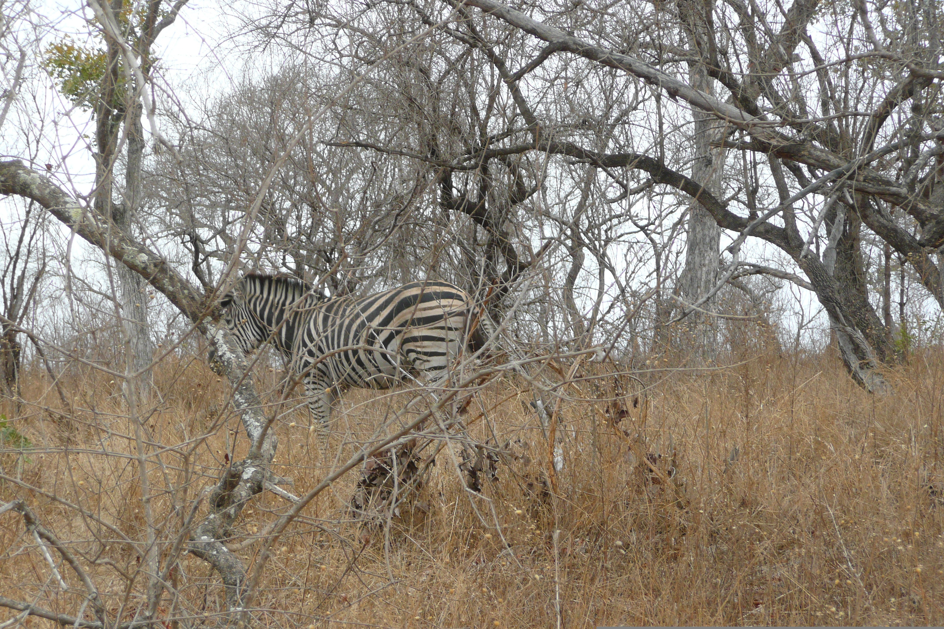 Picture South Africa Kruger National Park 2008-09 43 - Discovery Kruger National Park