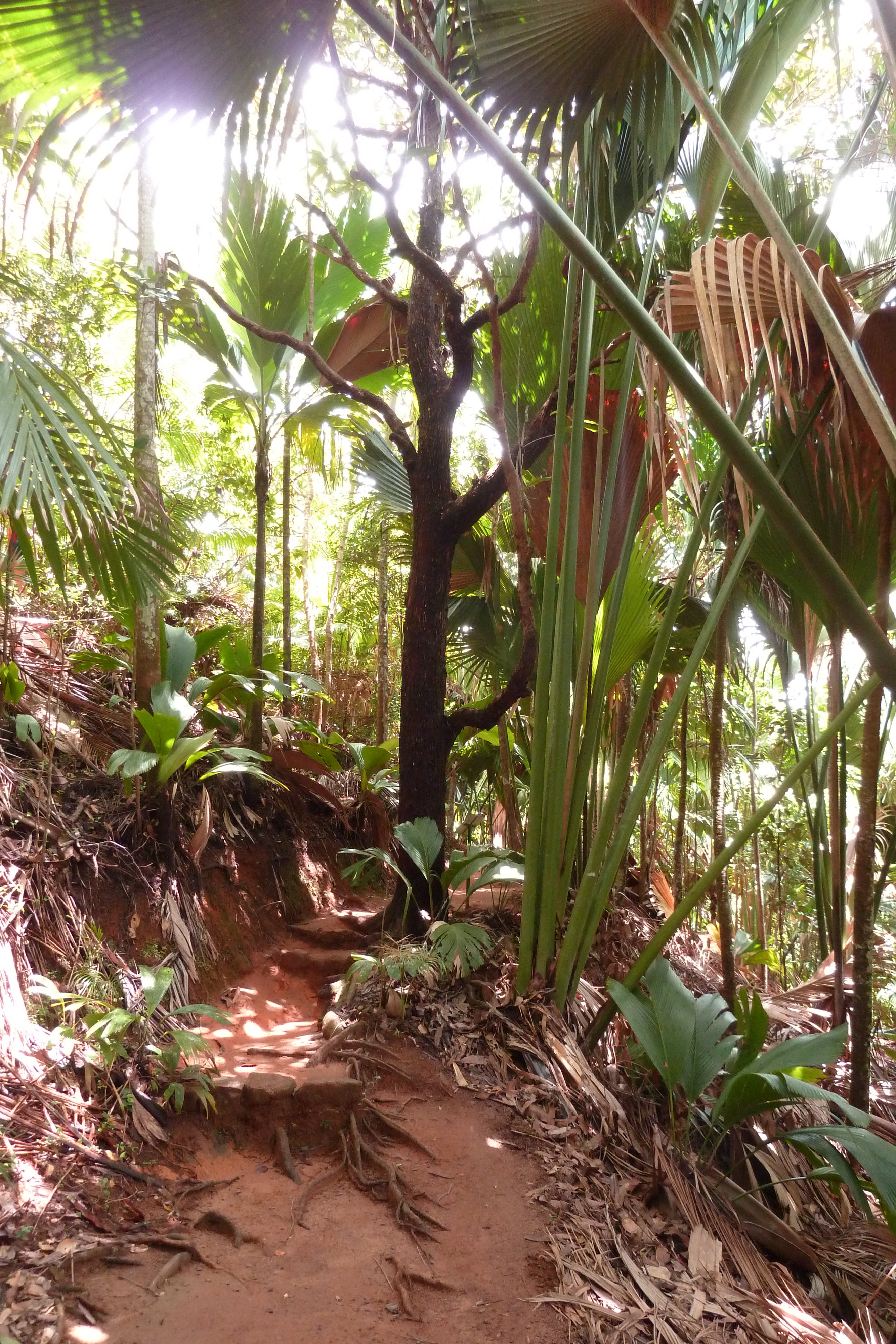 Picture Seychelles Vallee de Mai 2011-10 71 - Journey Vallee de Mai