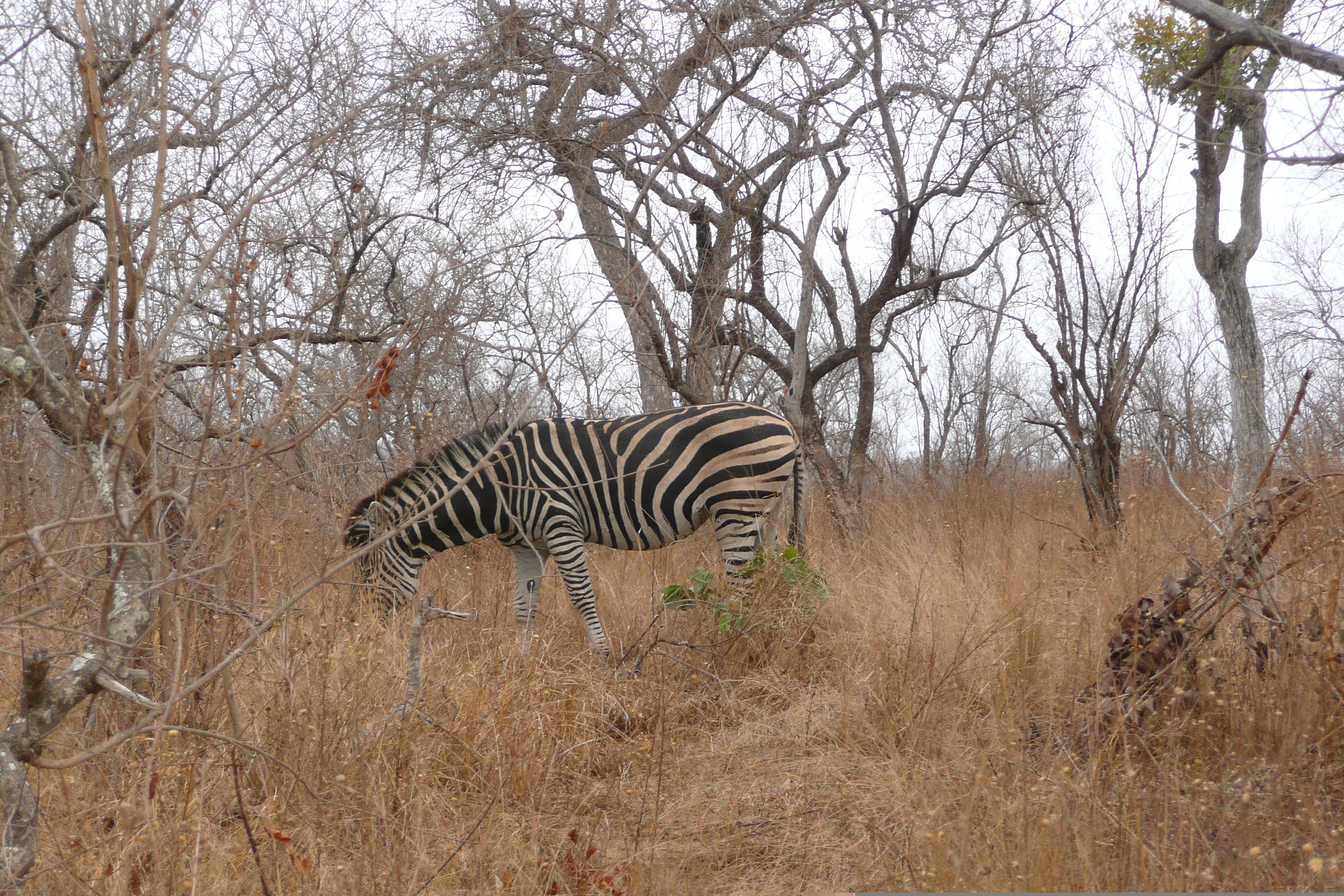 Picture South Africa Kruger National Park 2008-09 62 - Center Kruger National Park