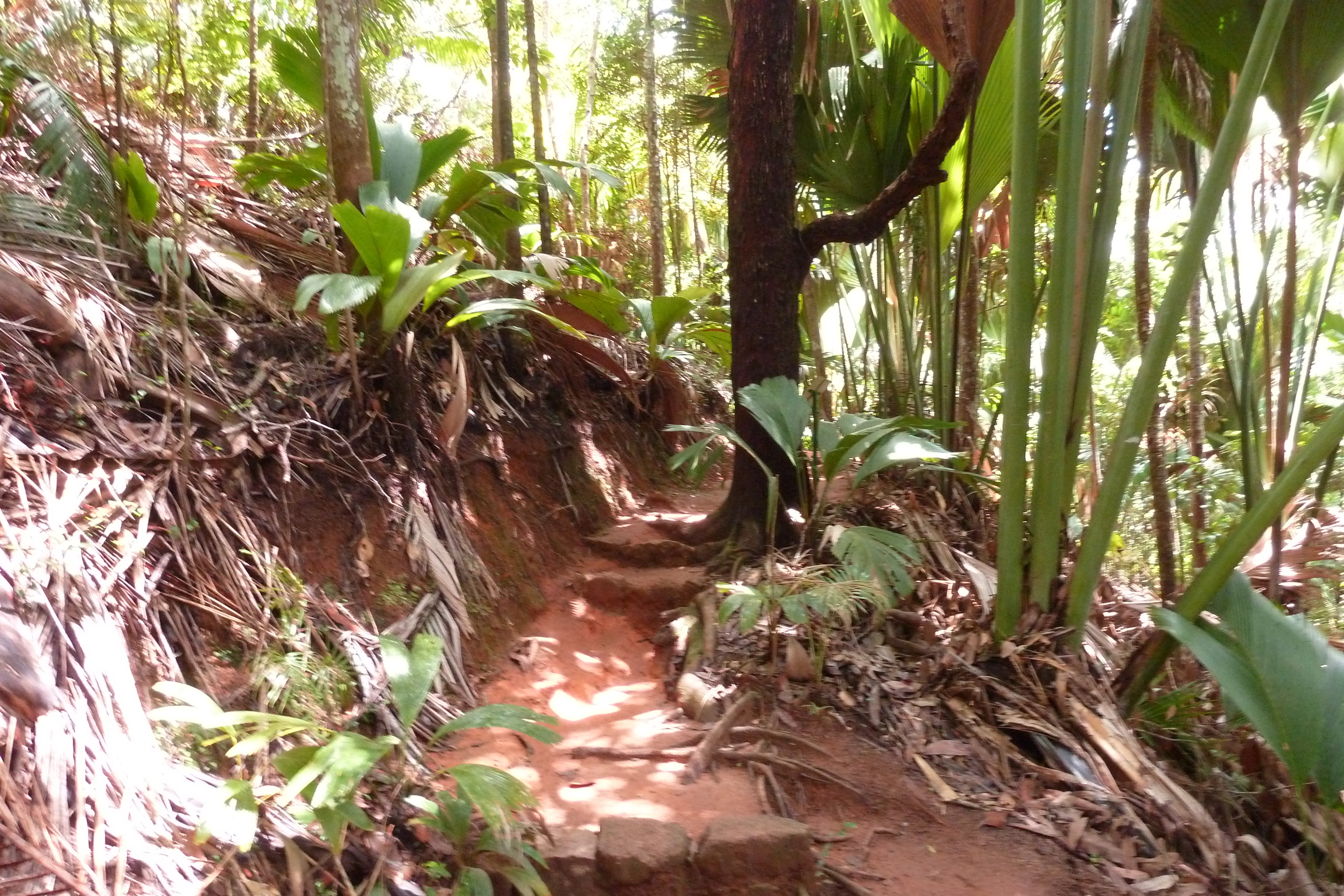 Picture Seychelles Vallee de Mai 2011-10 66 - Recreation Vallee de Mai