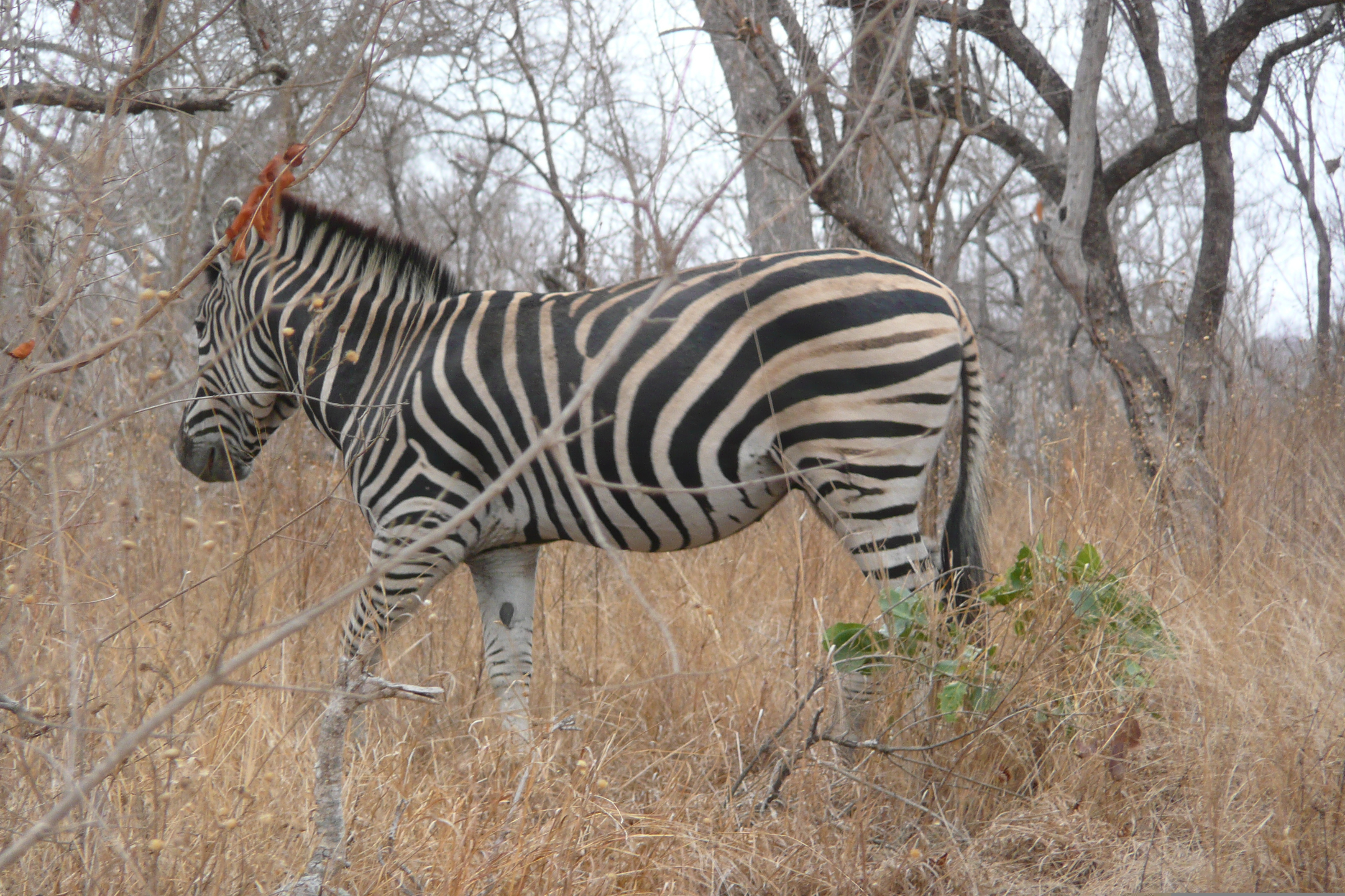 Picture South Africa Kruger National Park 2008-09 82 - Tour Kruger National Park